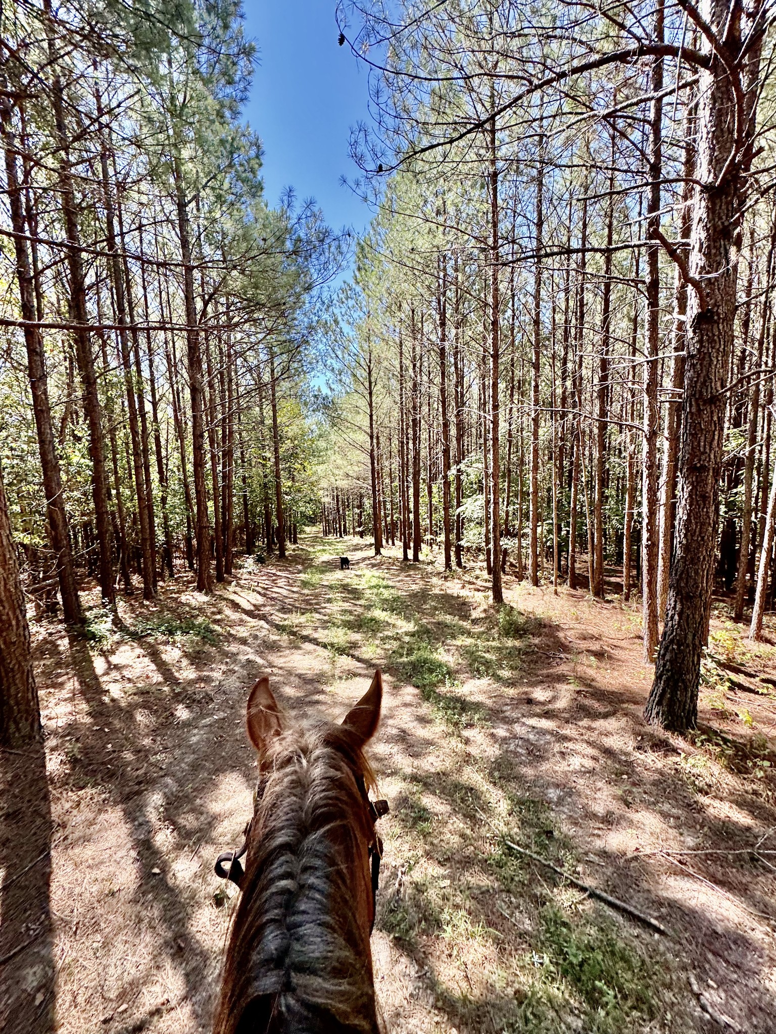 0 Allens Creek Road Hohenwald, TN 38462 - Photo 69 of 86 a view of outdoor space with trees