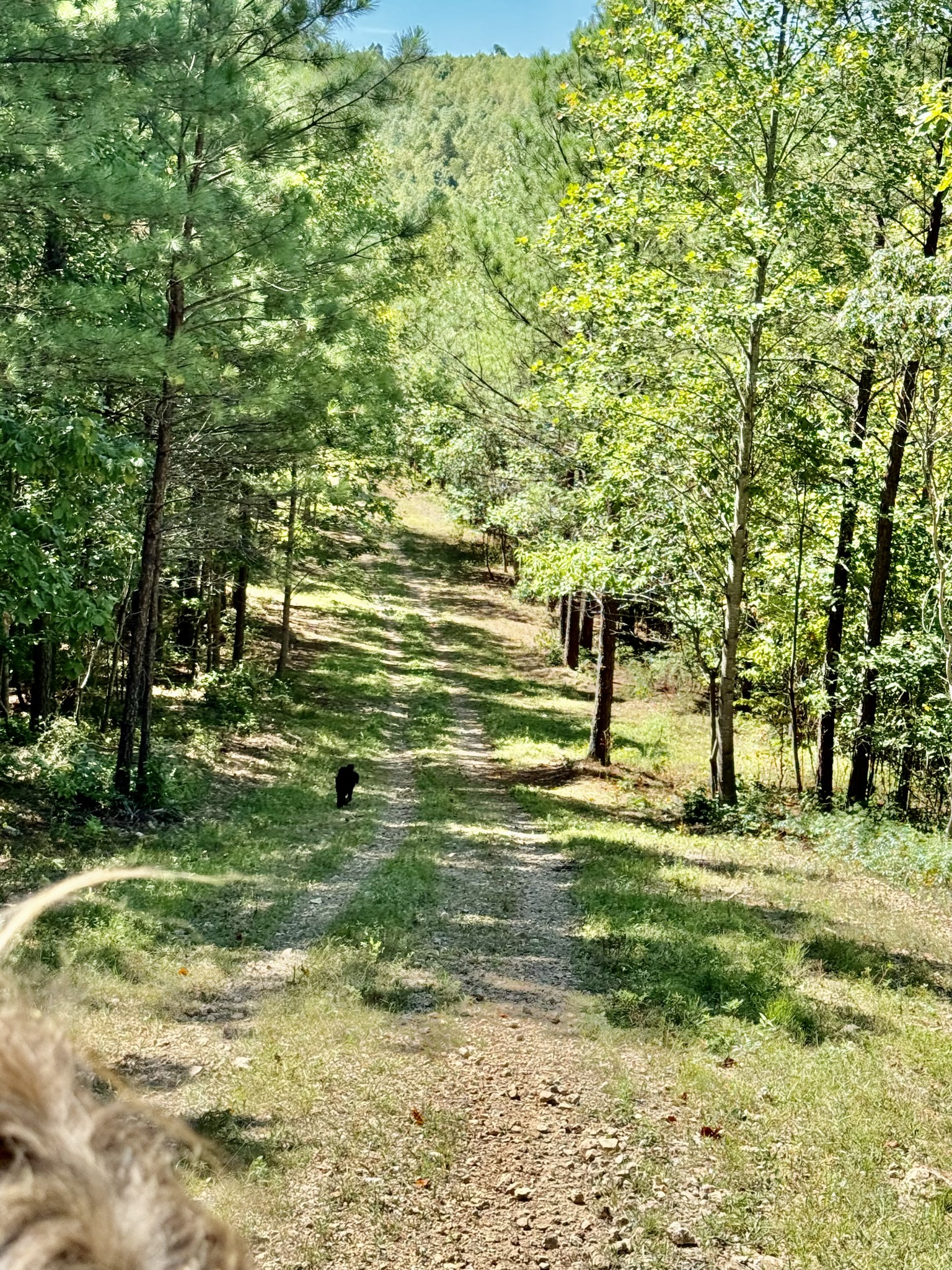 0 Allens Creek Road Hohenwald, TN 38462 - Photo 70 of 86