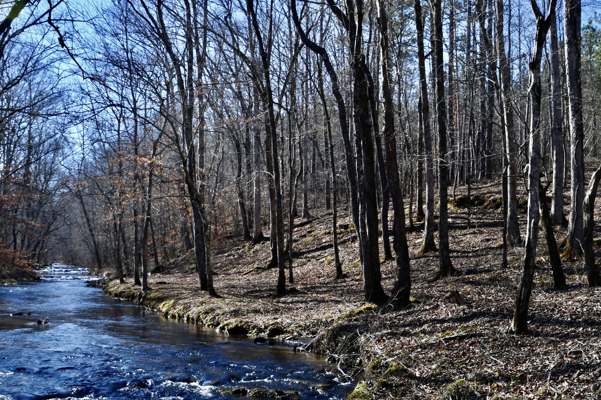 0 Allens Creek Road Hohenwald, TN 38462 - Photo 7 of 86