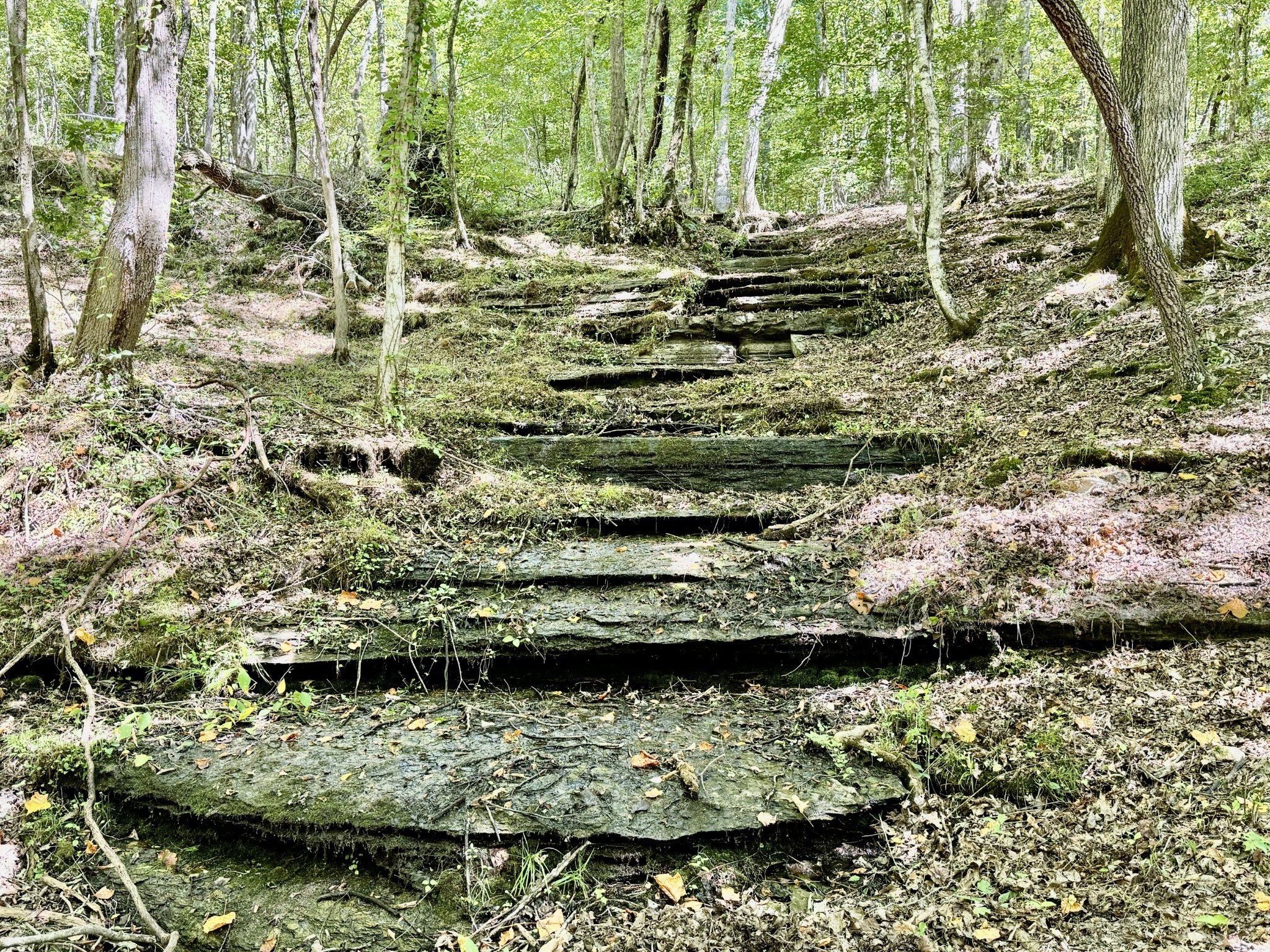 0 Allens Creek Road Hohenwald, TN 38462 - Photo 72 of 86 a view of ocean