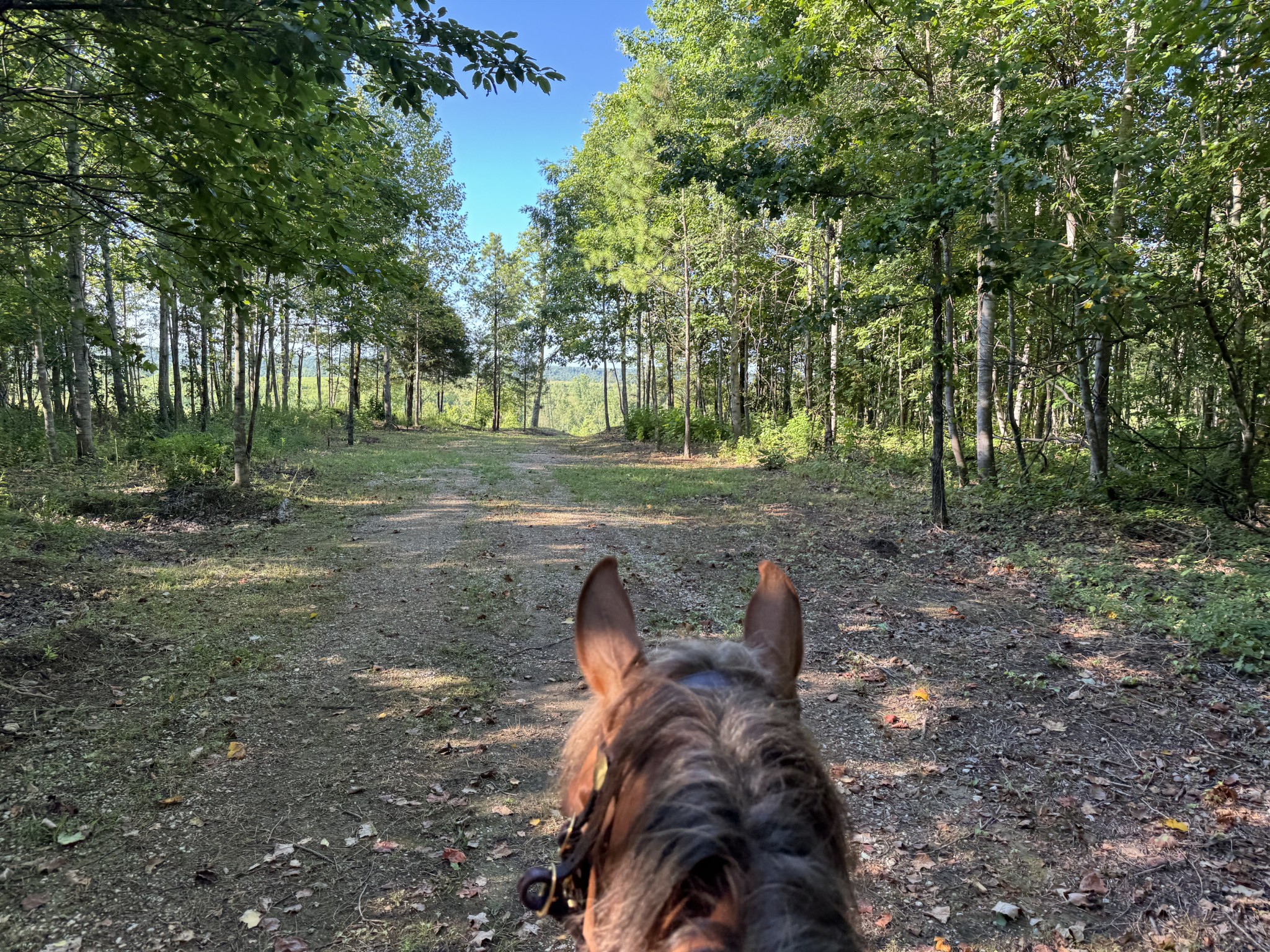 0 Allens Creek Road Hohenwald, TN 38462 - Photo 74 of 86 a backyard of a house with lots of green space