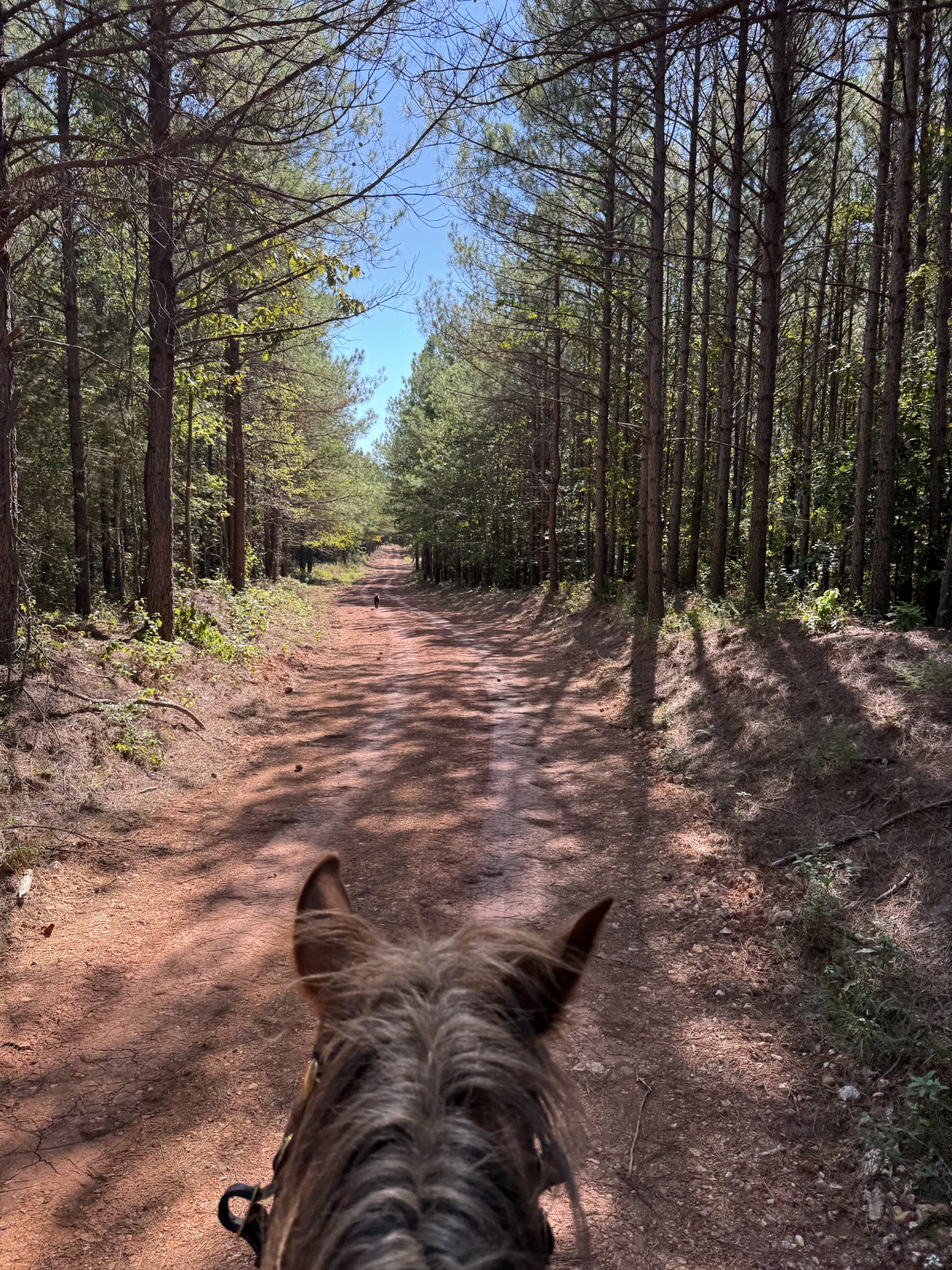 0 Allens Creek Road Hohenwald, TN 38462 - Photo 76 of 86 a view of a yard with trees