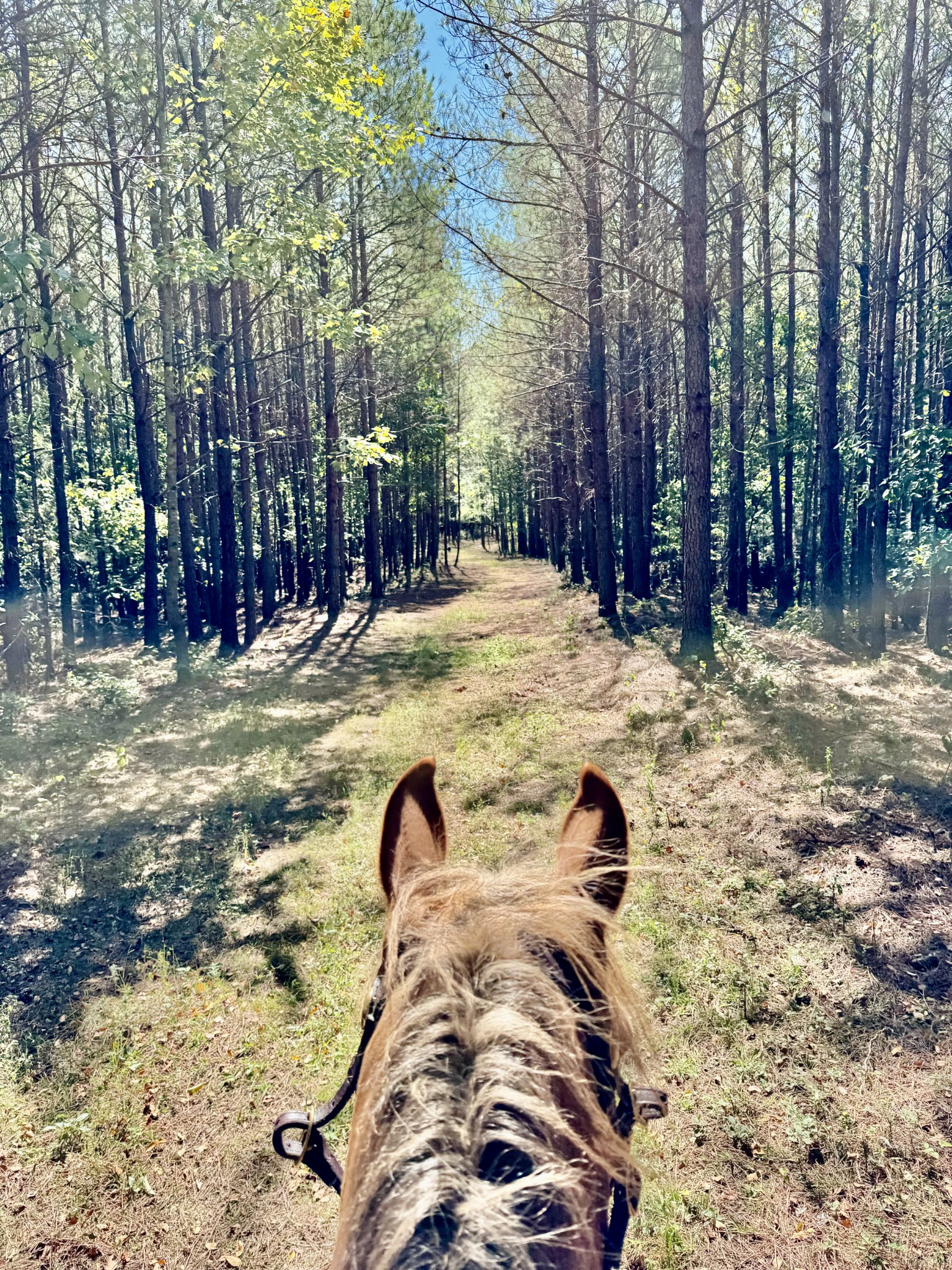 0 Allens Creek Road Hohenwald, TN 38462 - Photo 77 of 86 a view of a yard with a tree