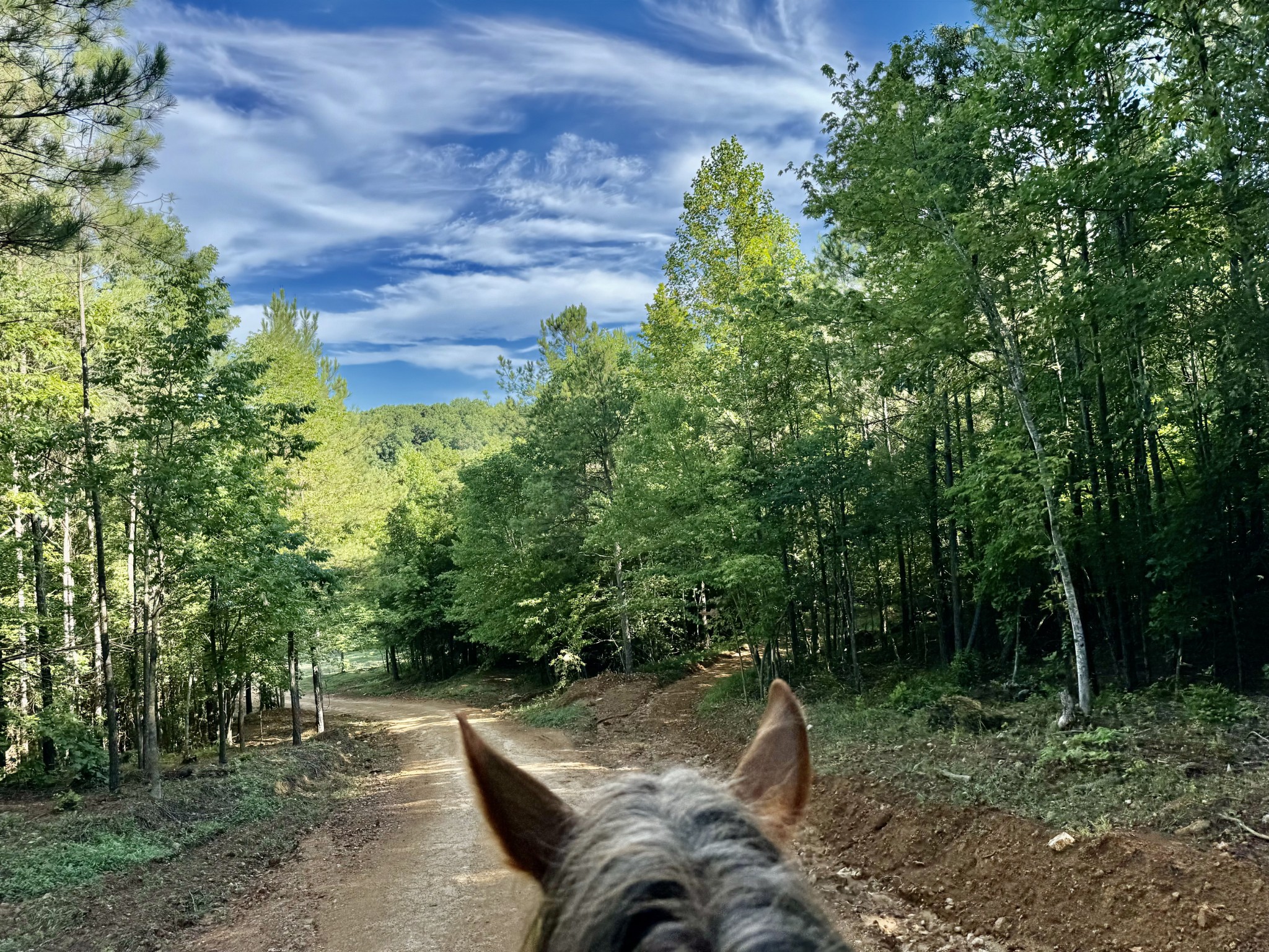 0 Allens Creek Road Hohenwald, TN 38462 - Photo 78 of 86 a backyard of a house with lots of green space