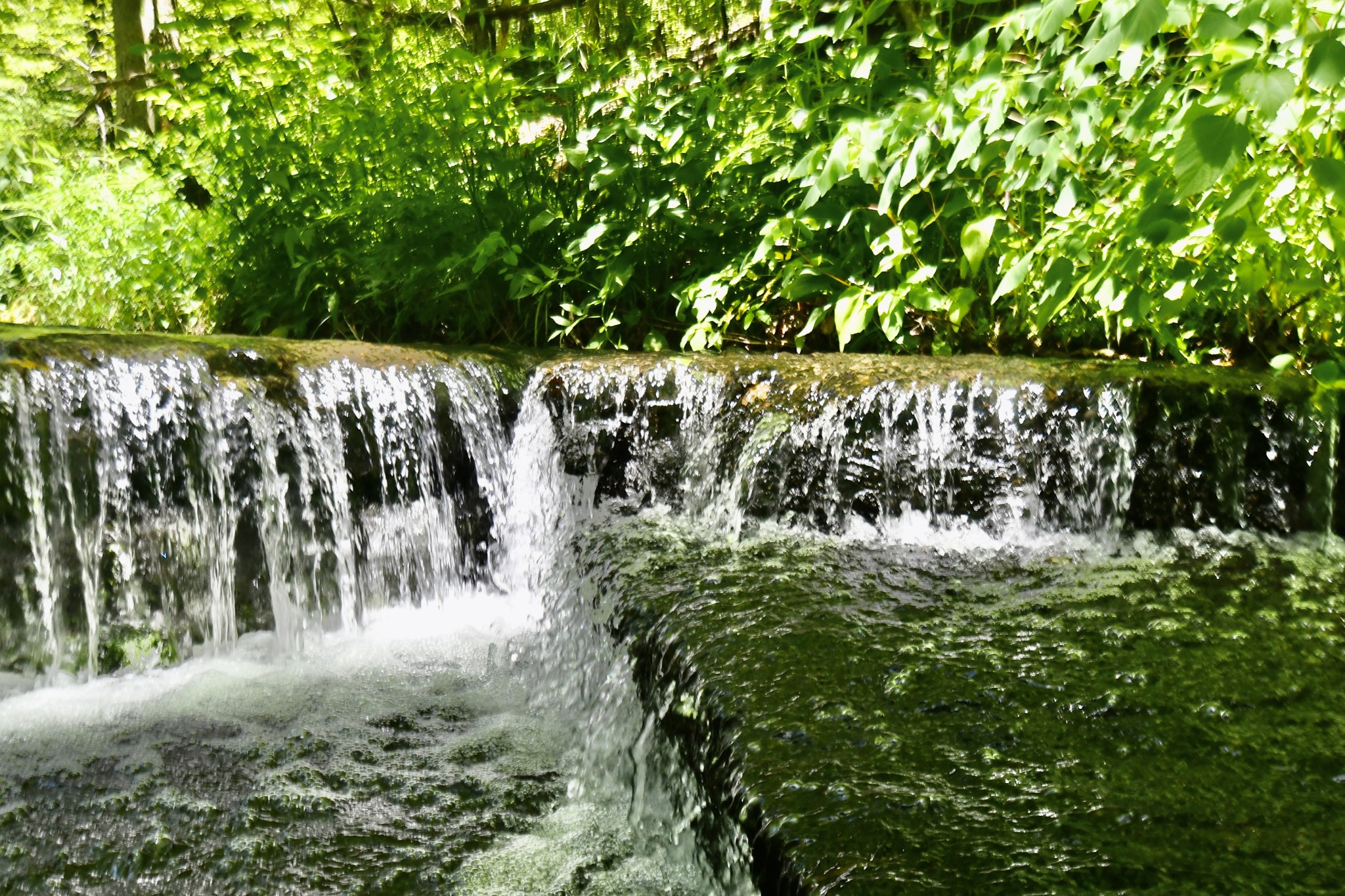 0 Allens Creek Road Hohenwald, TN 38462 - Photo 80 of 86 a view of a yard with plants and trees