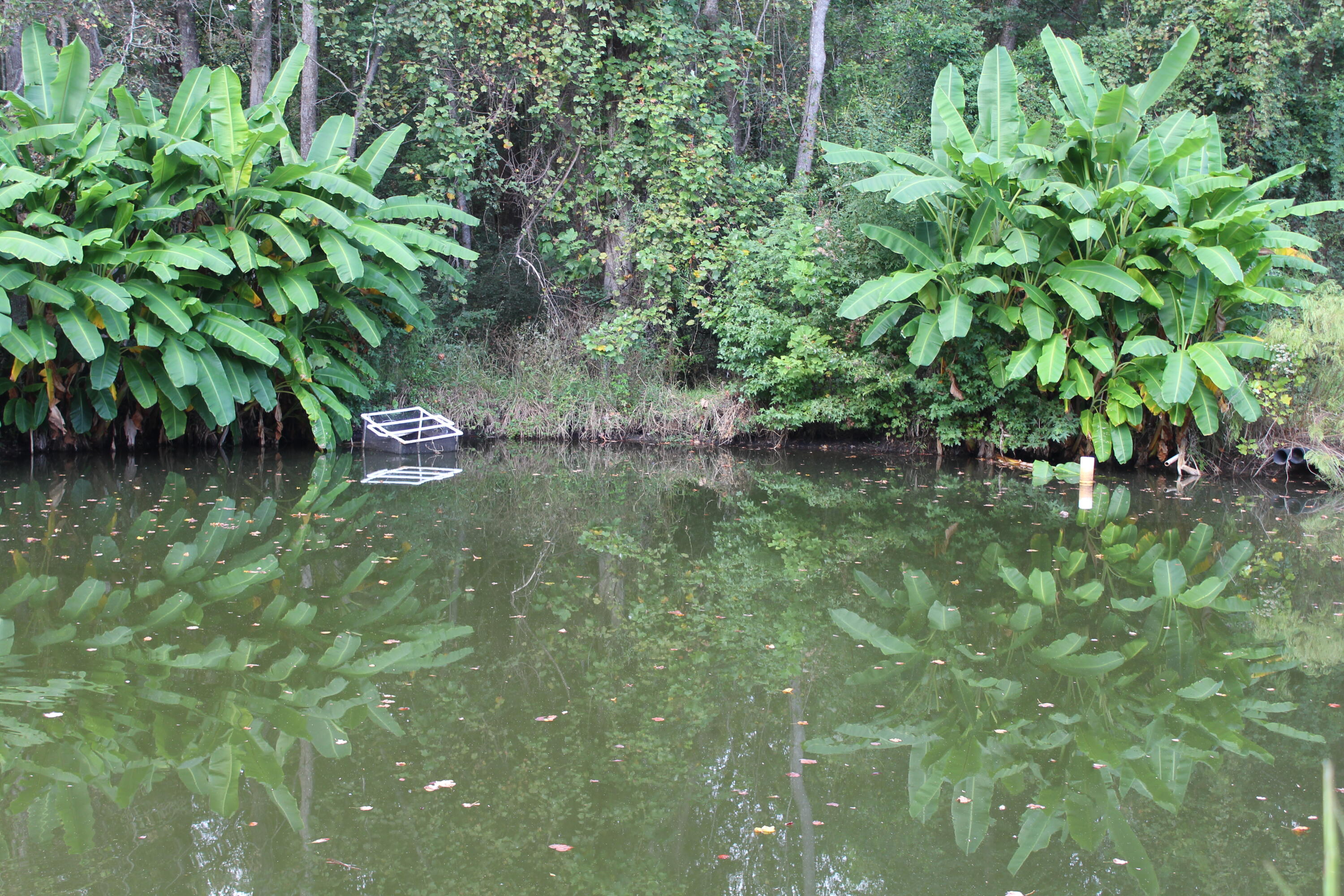 338 Browning Road Elloree, SC 29047 - Photo 27 of 59 IMG_8425