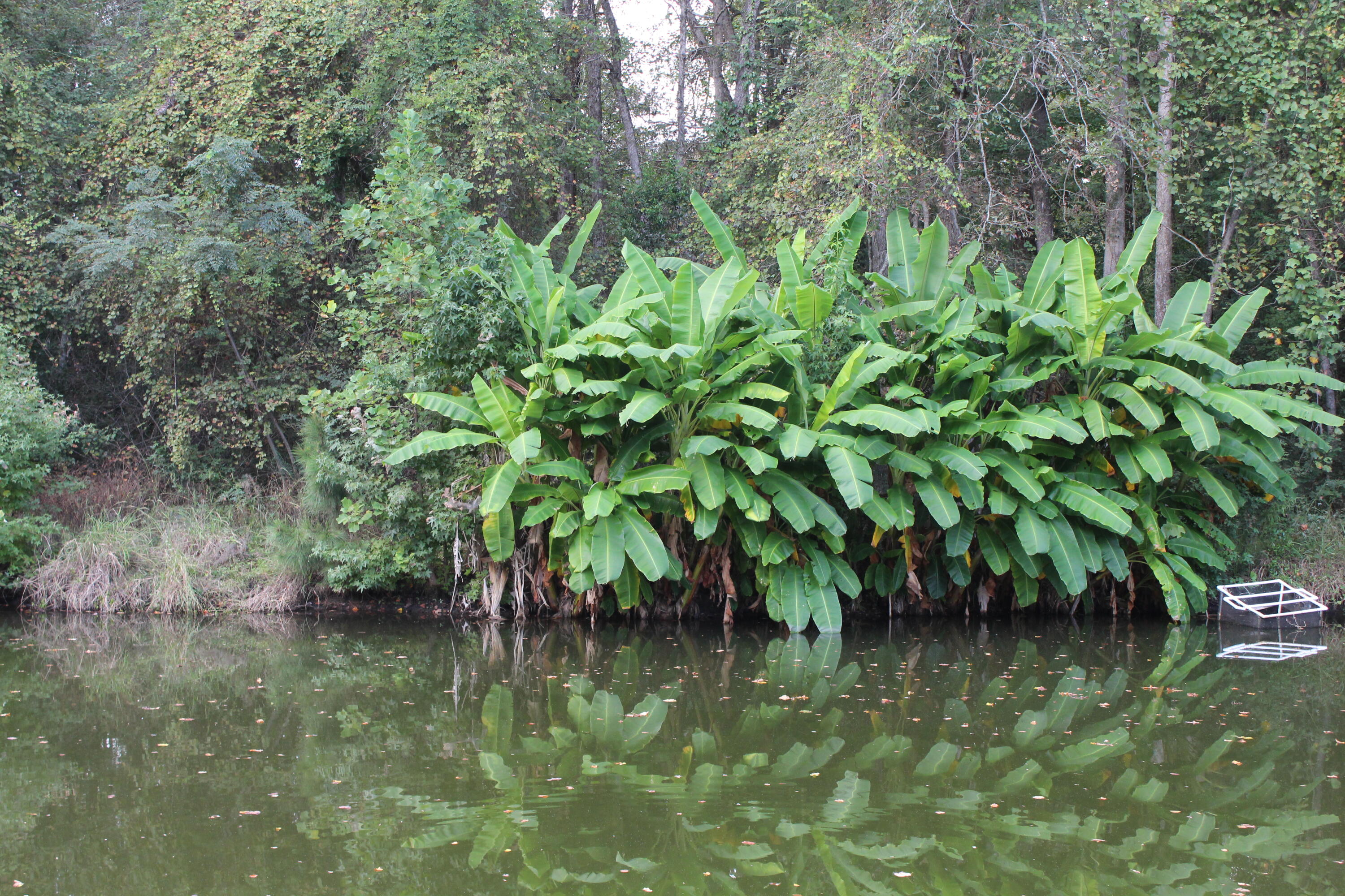 338 Browning Road Elloree, SC 29047 - Photo 28 of 59 IMG_8426