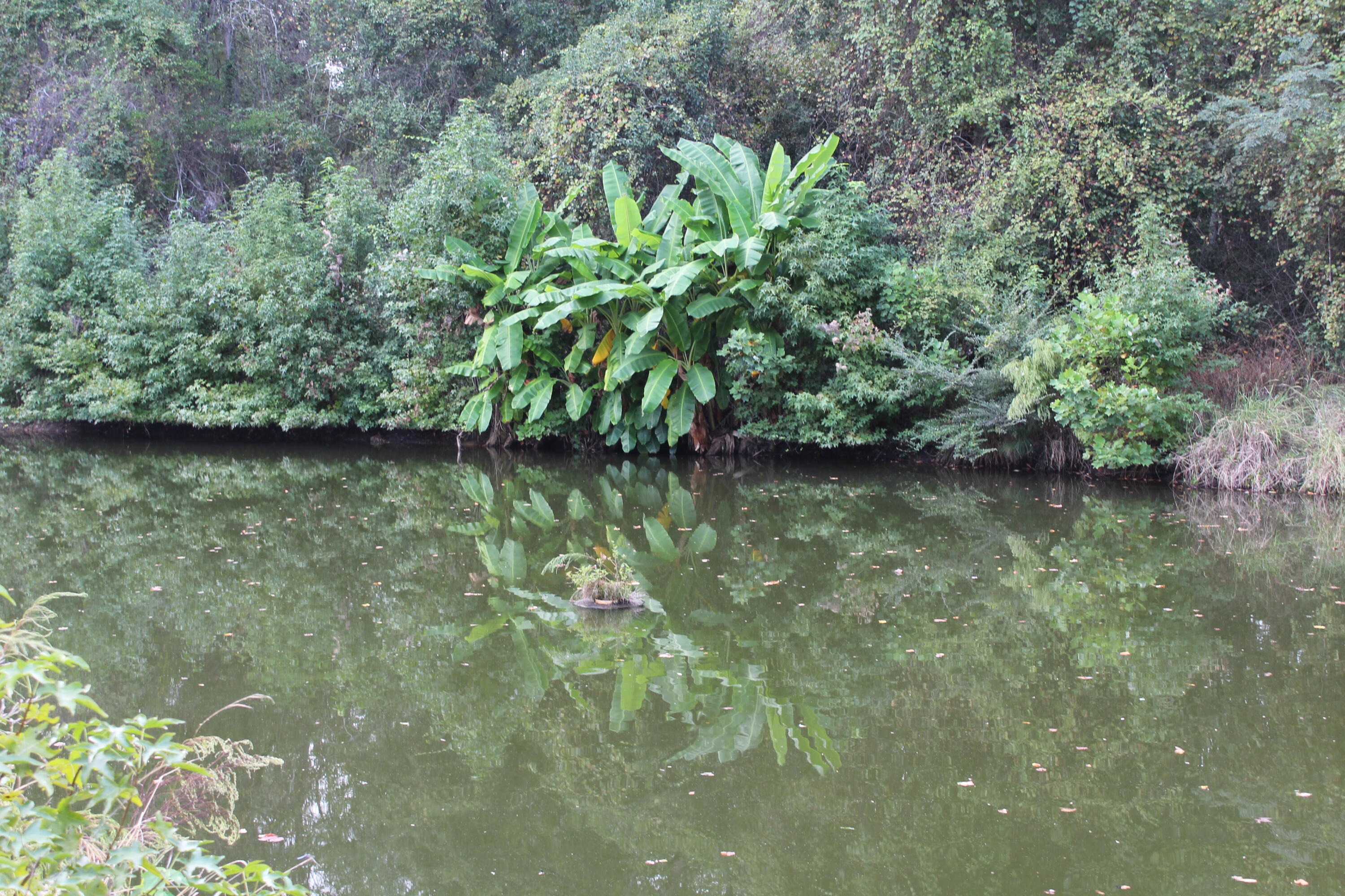 338 Browning Road Elloree, SC 29047 - Photo 29 of 59 IMG_8427