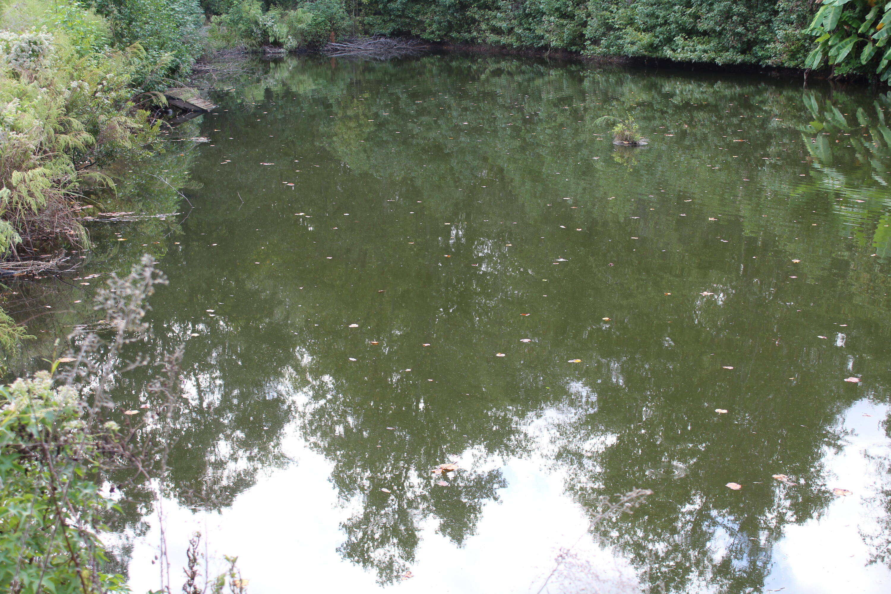 338 Browning Road Elloree, SC 29047 - Photo 33 of 59 IMG_8431