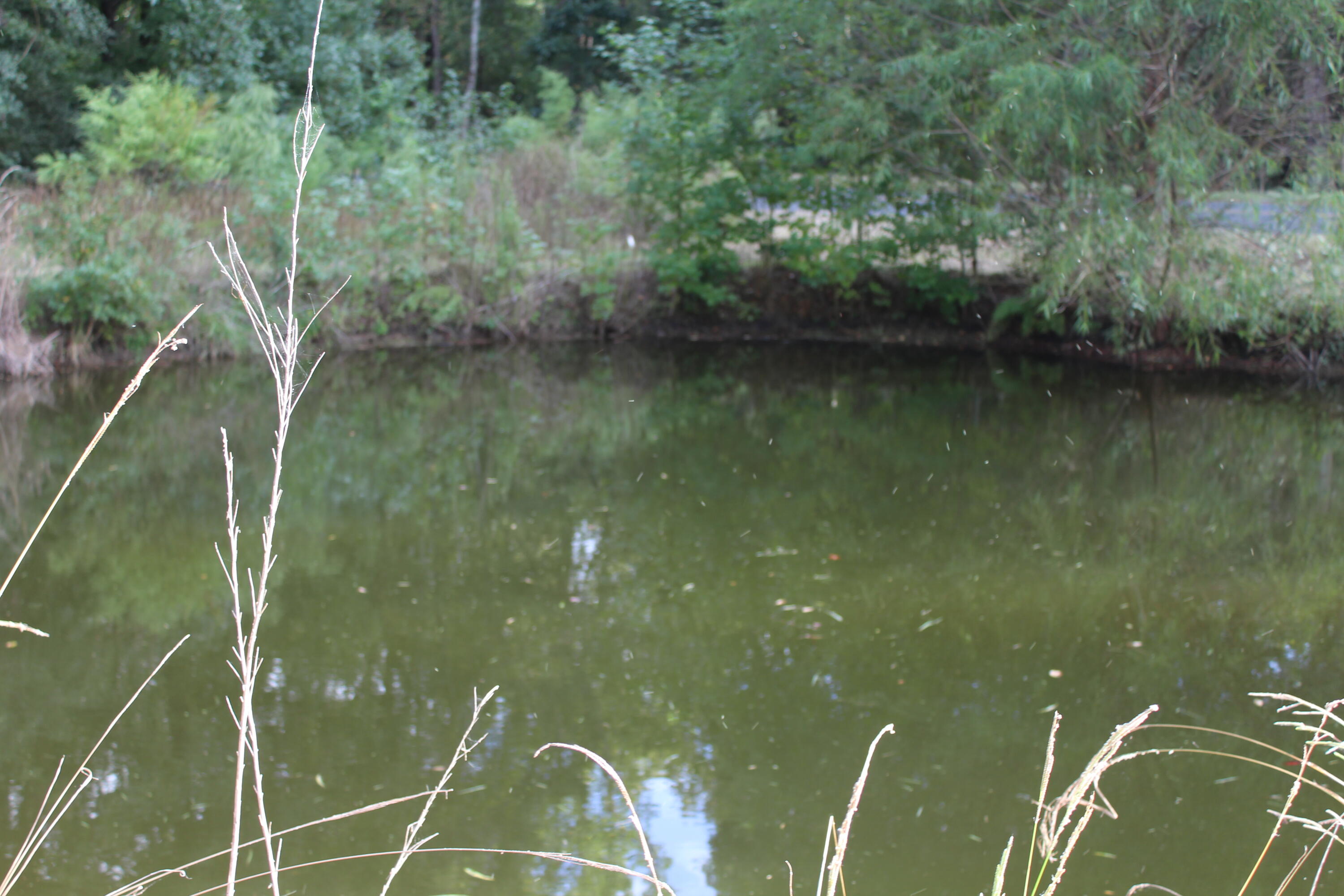 338 Browning Road Elloree, SC 29047 - Photo 55 of 59 IMG_8451