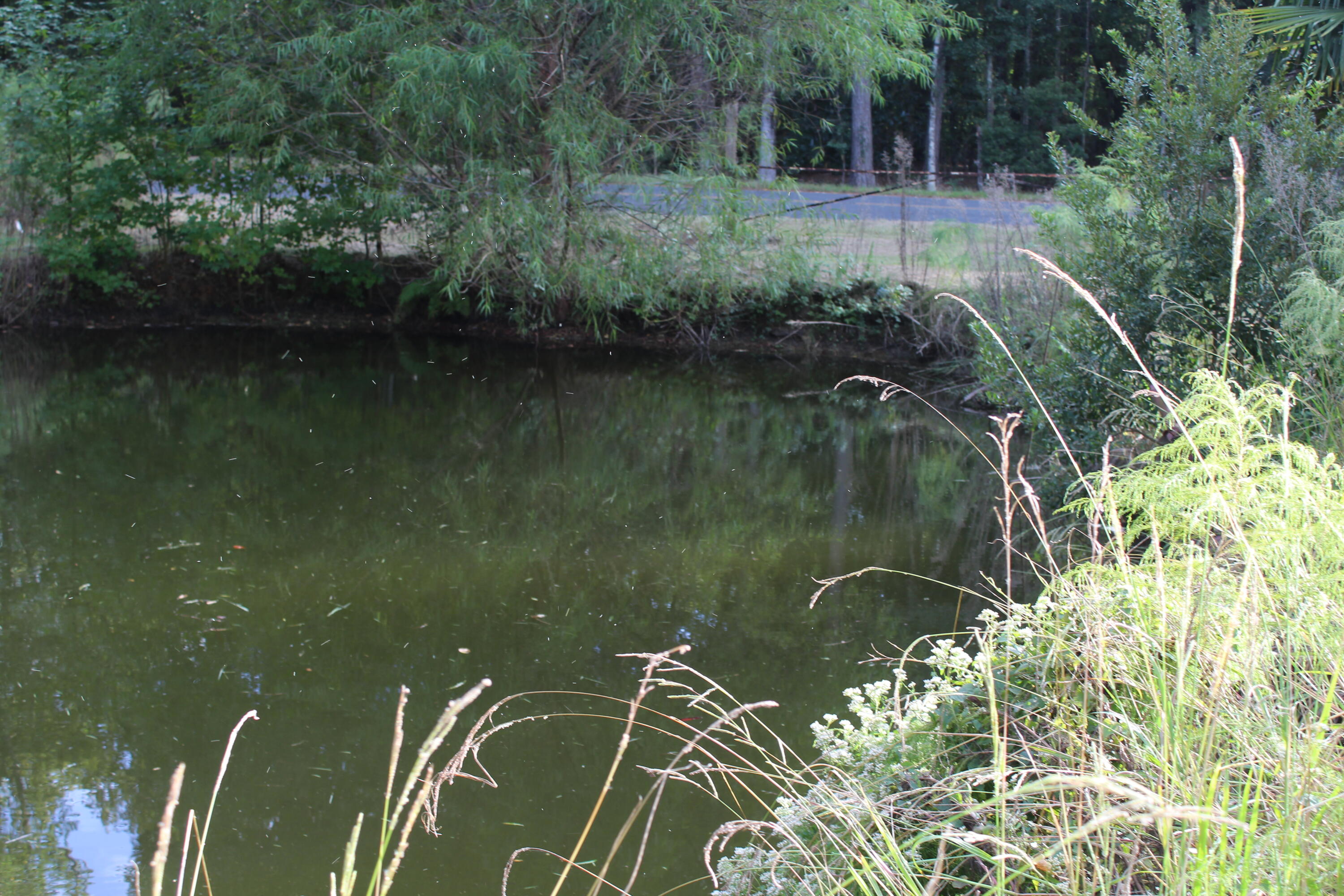 338 Browning Road Elloree, SC 29047 - Photo 56 of 59 IMG_8452