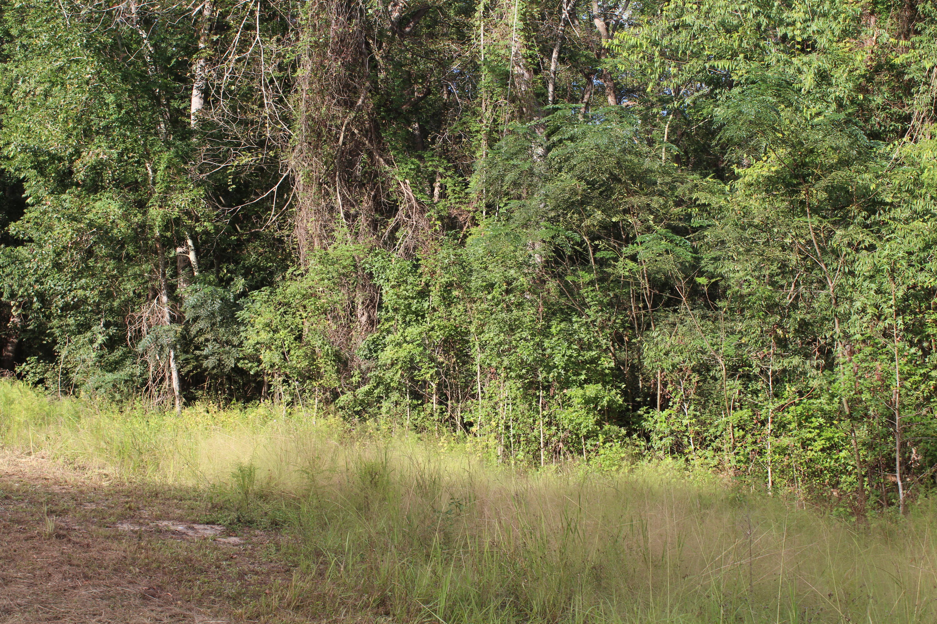 338 Browning Road Elloree, SC 29047 - Photo 57 of 59 IMG_8453