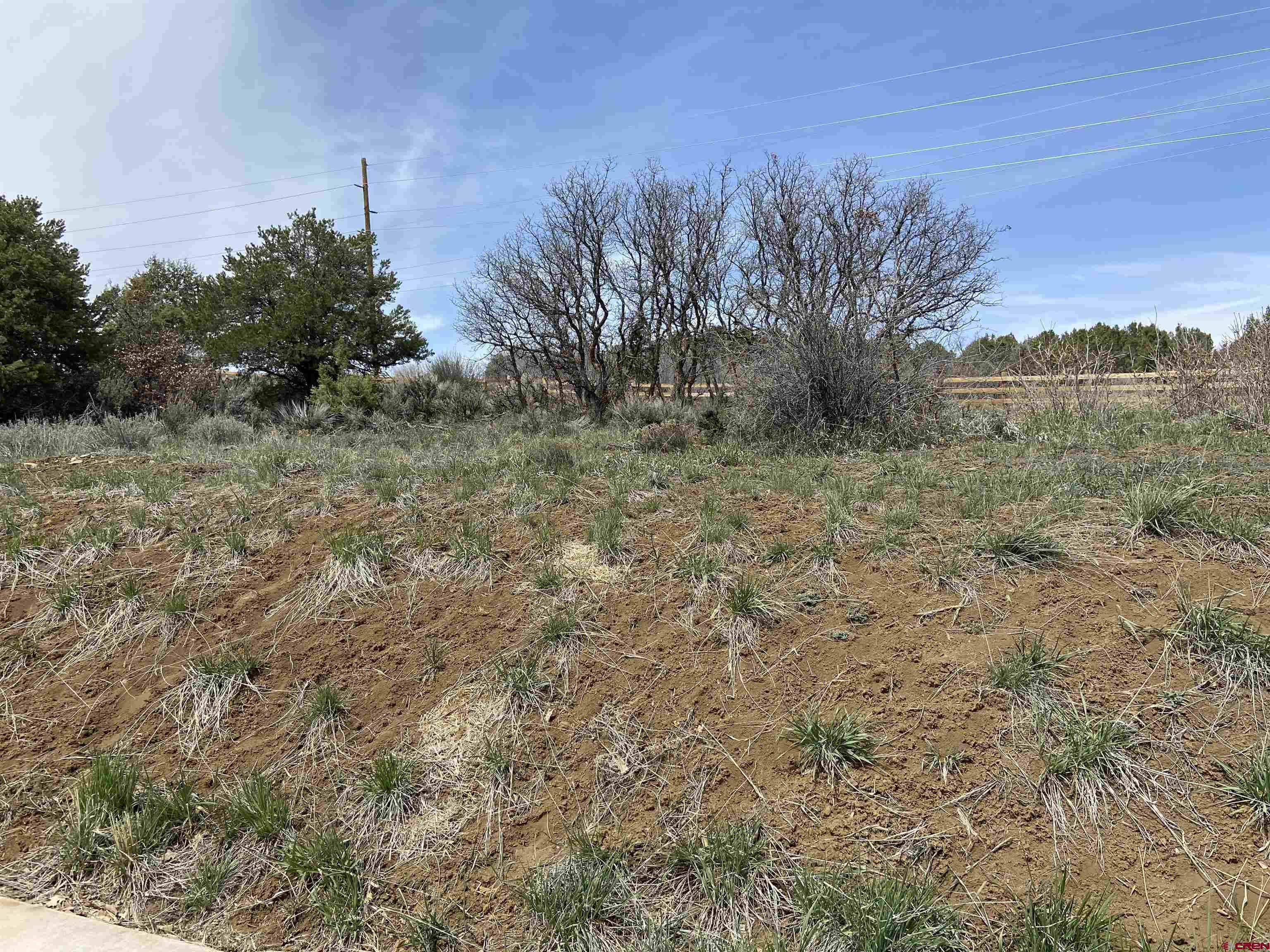 95 Salt Brush Street Durango, CO 81301 - Photo 2 of 8 a view of a dry yard with trees