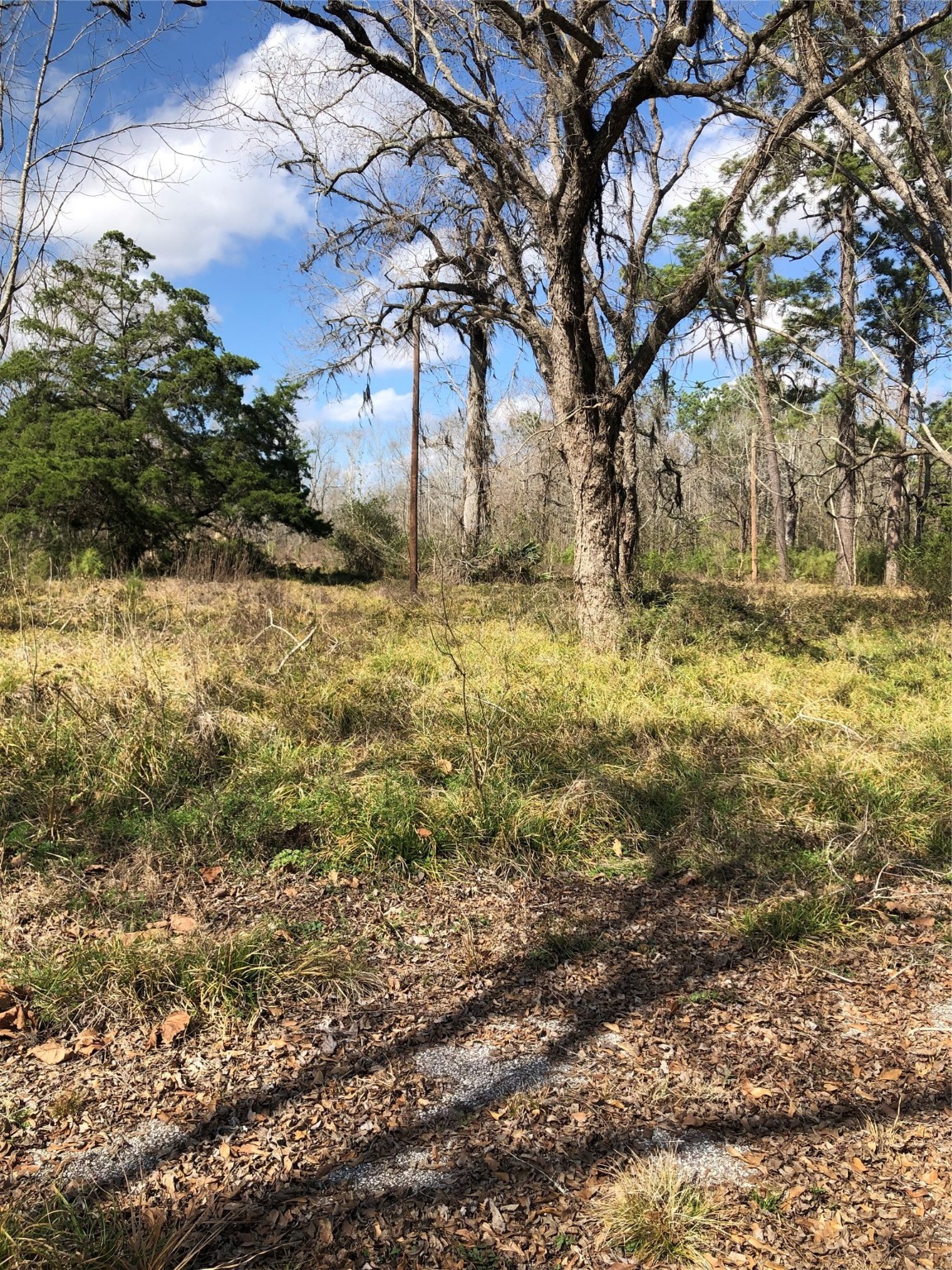 13284 Calhoun Road Conroe, TX 77302 - Photo 12 of 16 a view of a yard with large trees