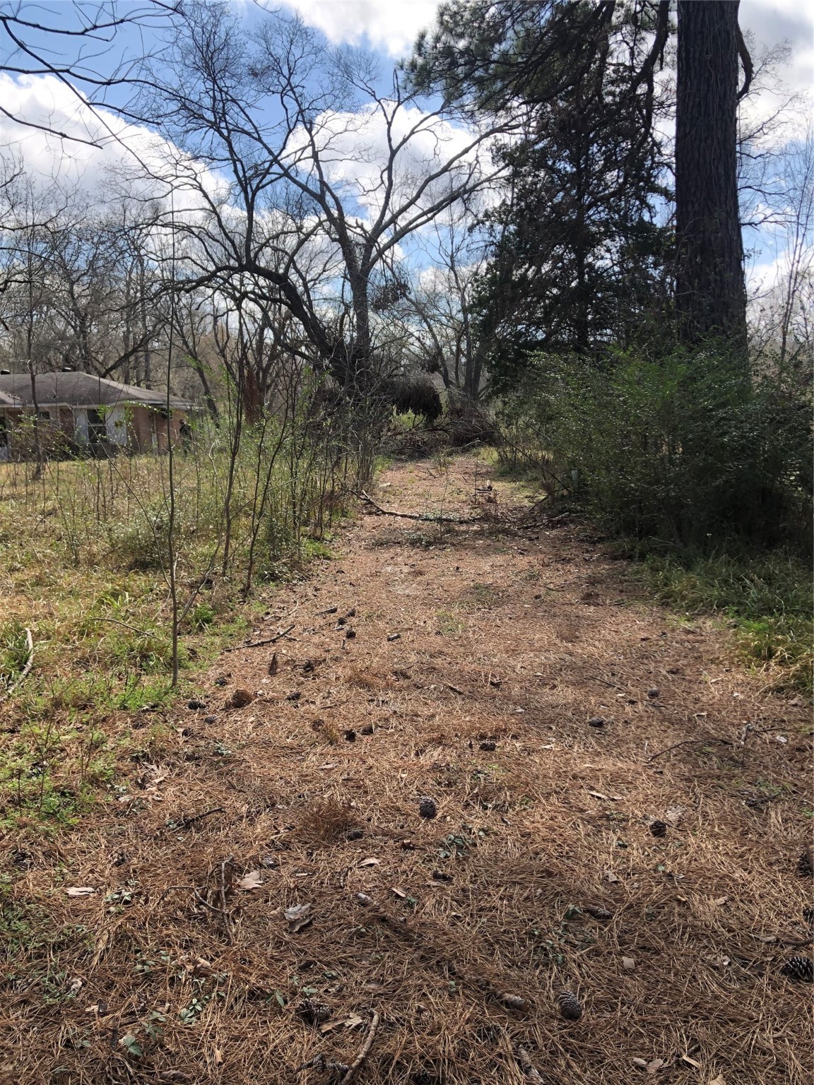 13284 Calhoun Road Conroe, TX 77302 - Photo 4 of 16 a view of a yard with a tree