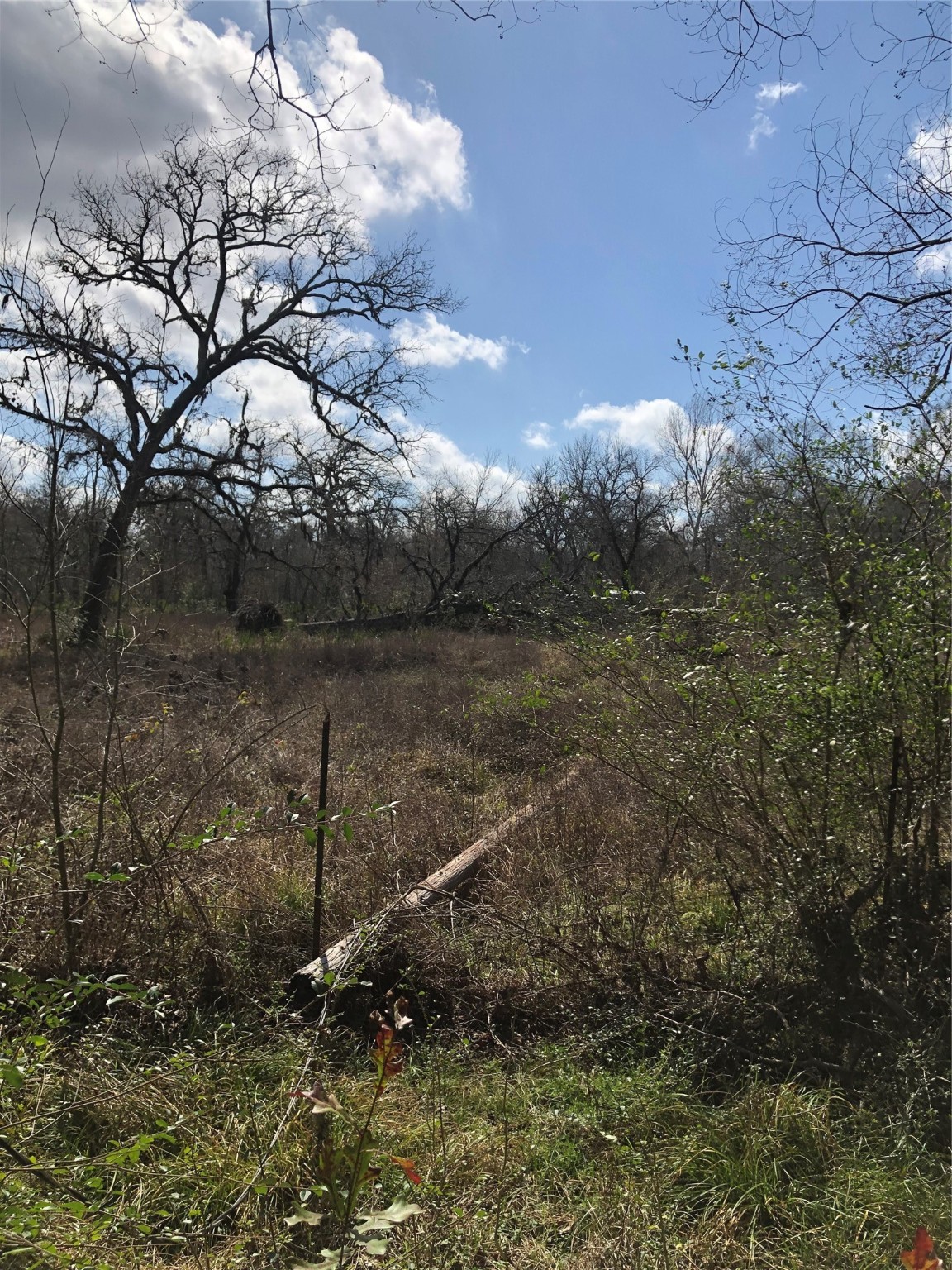 13284 Calhoun Road Conroe, TX 77302 - Photo 7 of 16 a backyard of a house with lots of green space