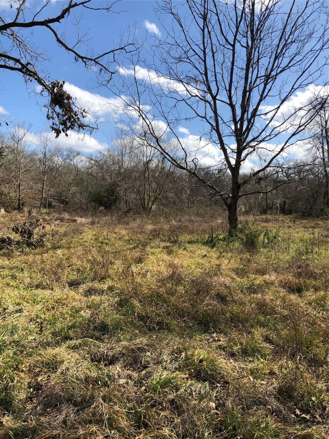 13284 Calhoun Road Conroe, TX 77302 - Photo 9 of 16 a view of a yard with a tree
