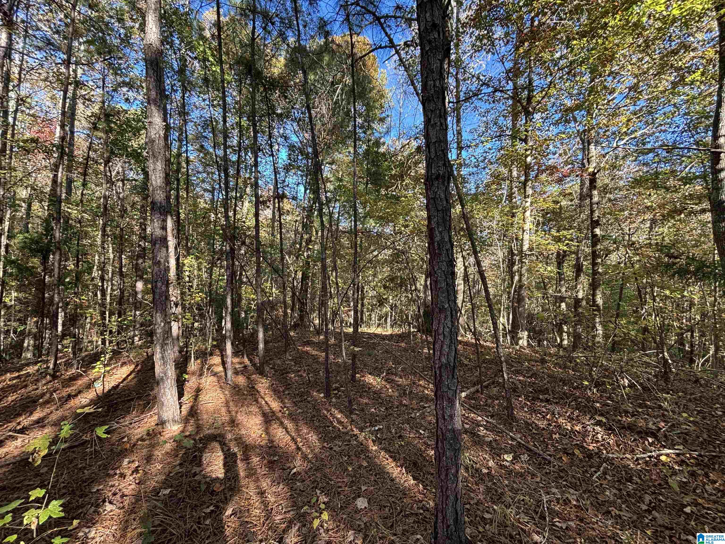 0 Waldrop Road, Unit 10 82 ACRES Ashville, AL 35953 - Photo 13 of 22