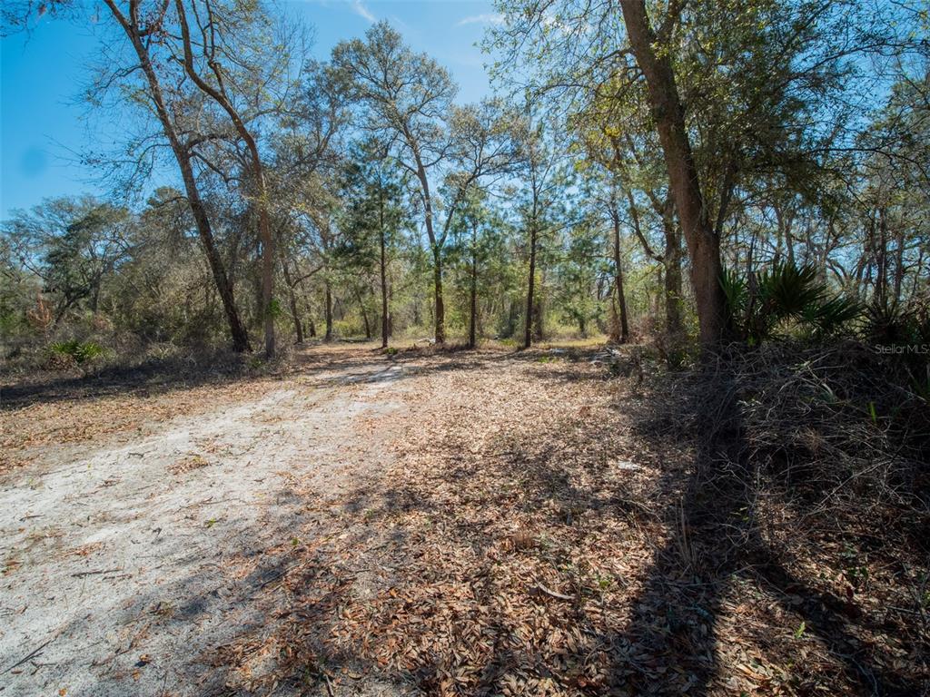 3949 184th Street Wellborn, FL 32094 - Photo 30 of 35 a view of outdoor space with trees
