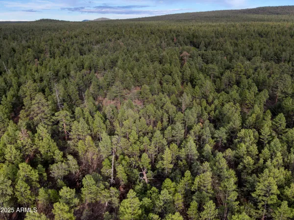 a view of a forest with a street