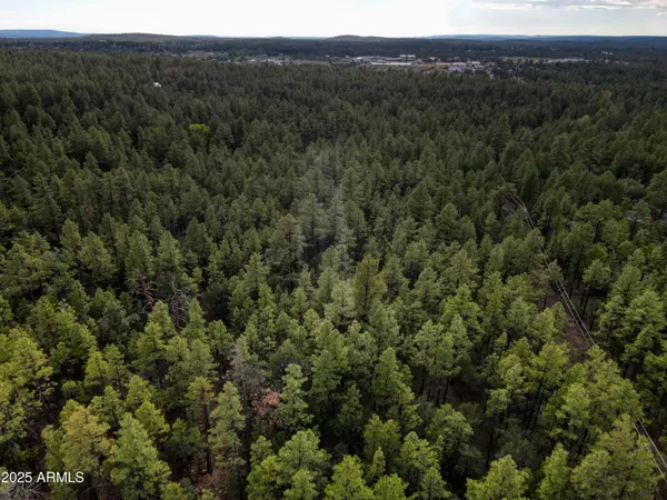 a view of a forest with a street
