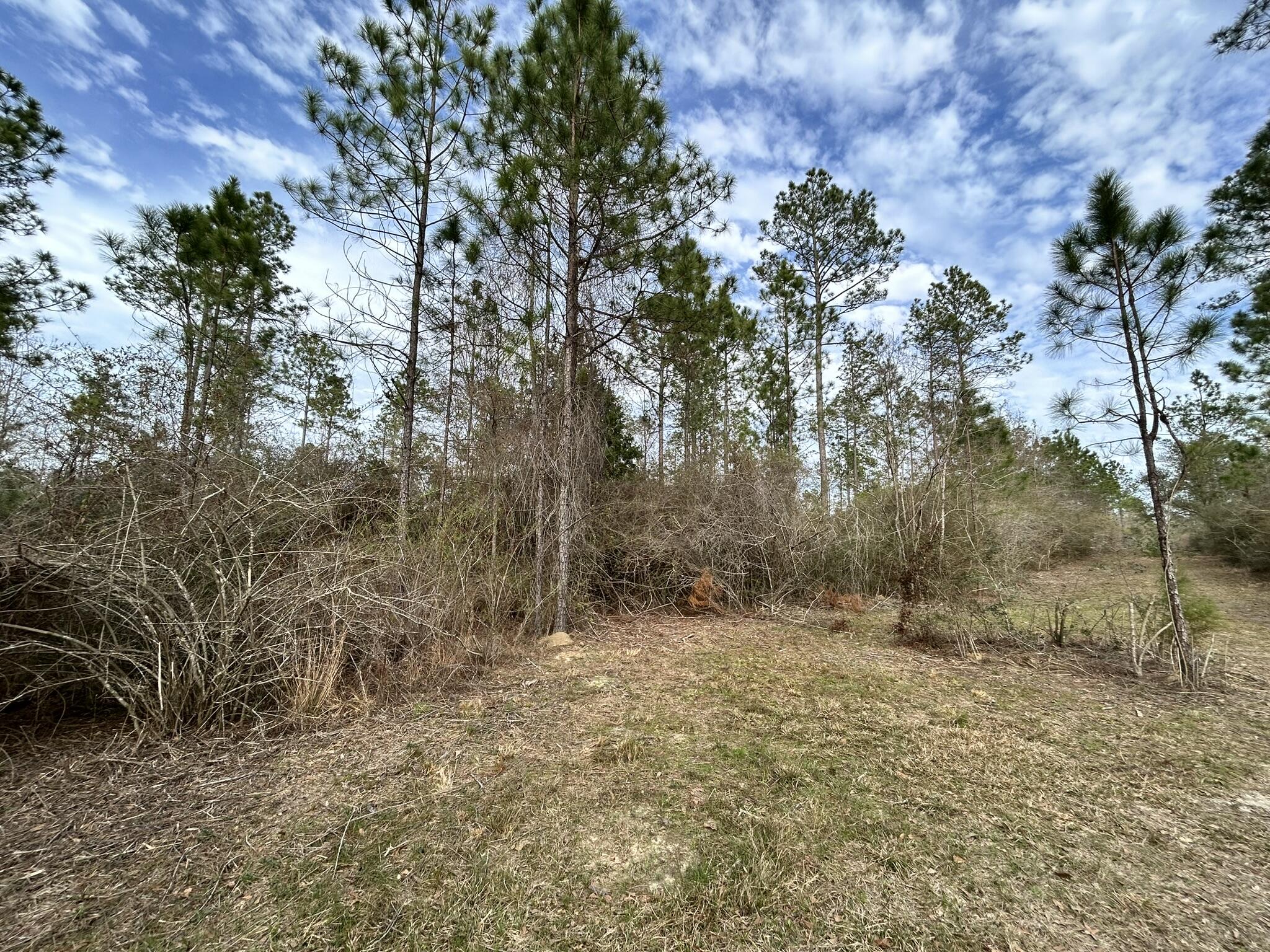 Parcel B Melton Road Baker, FL 32531 - Photo 3 of 7 a view of room with trees