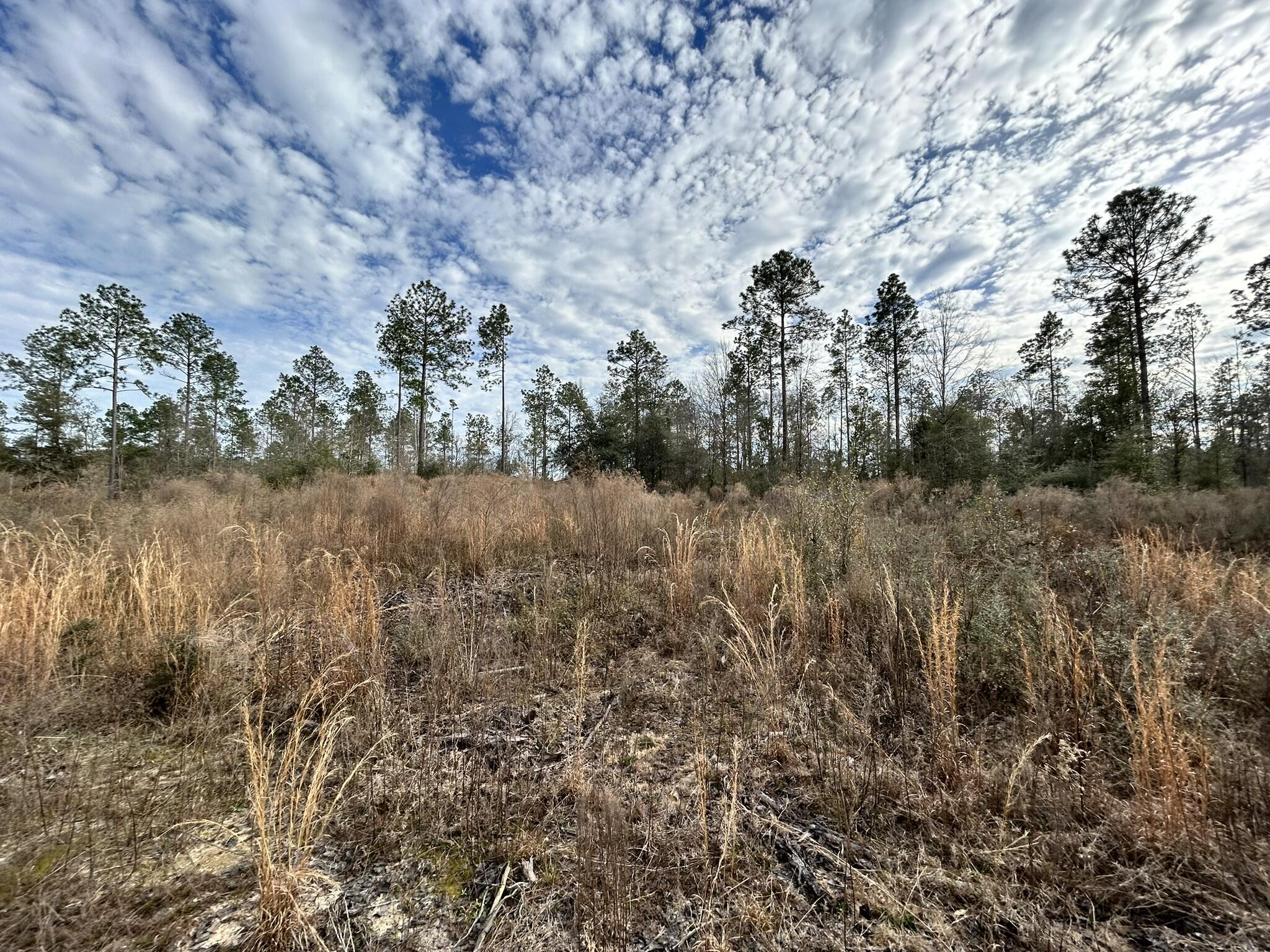 Parcel B Melton Road Baker, FL 32531 - Photo 4 of 7 a view of a yard in a forest