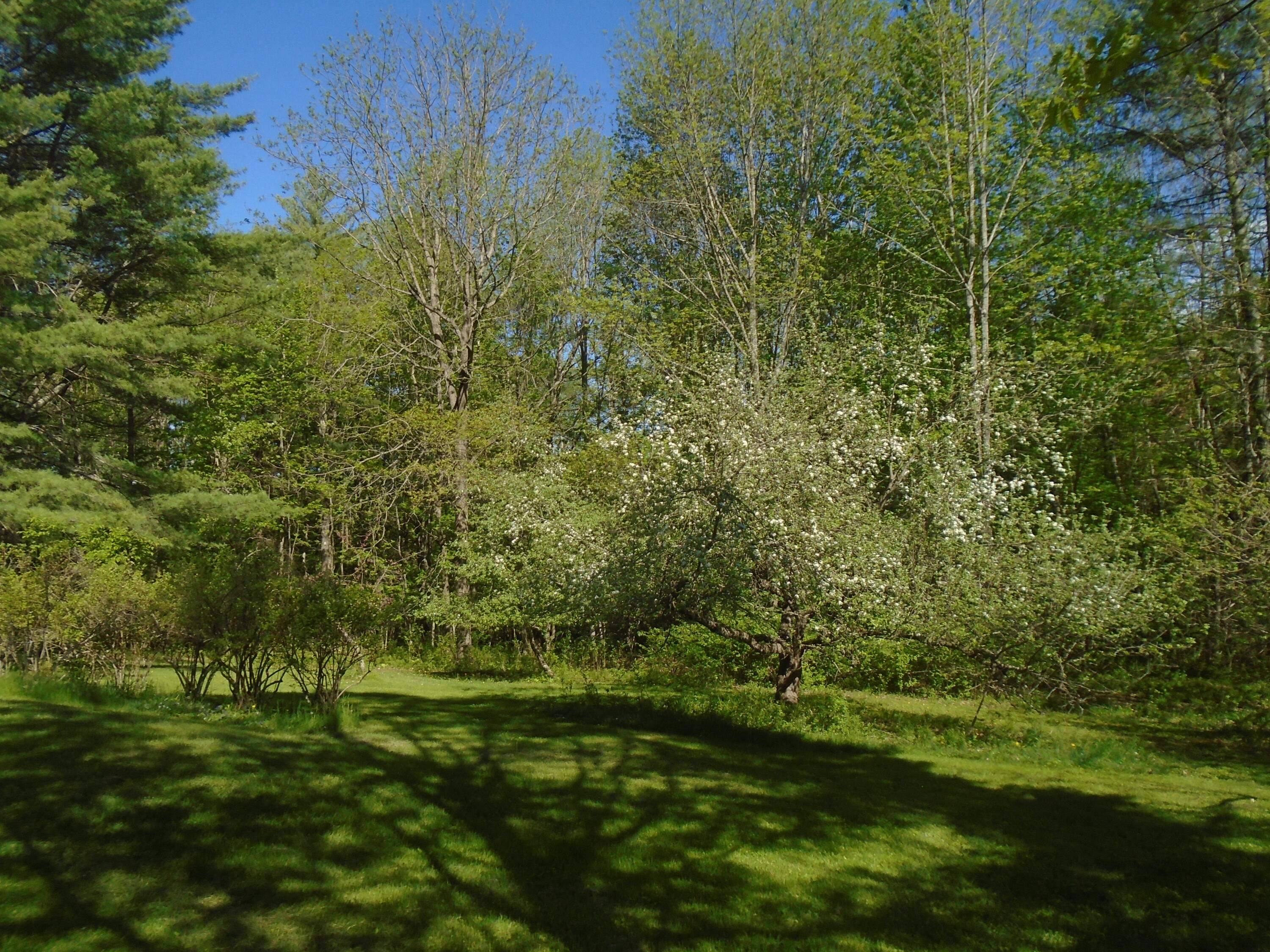 240 Ohio Hill Road Fairfield, ME 04937 - Photo 23 of 28 Apple Tree