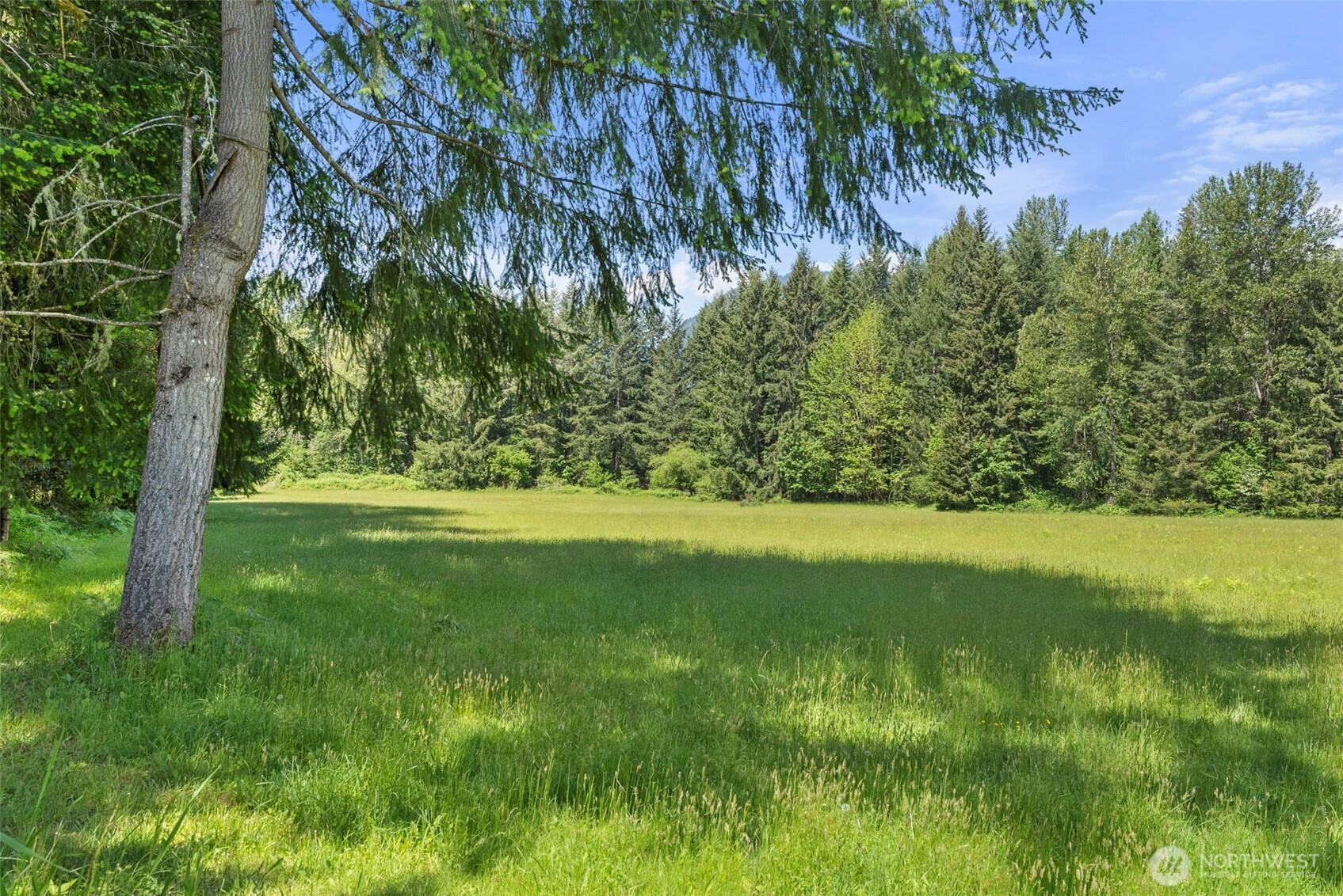 155 Bonell Road Randle, WA 98377 - Photo 5 of 38 a view of yard with green space