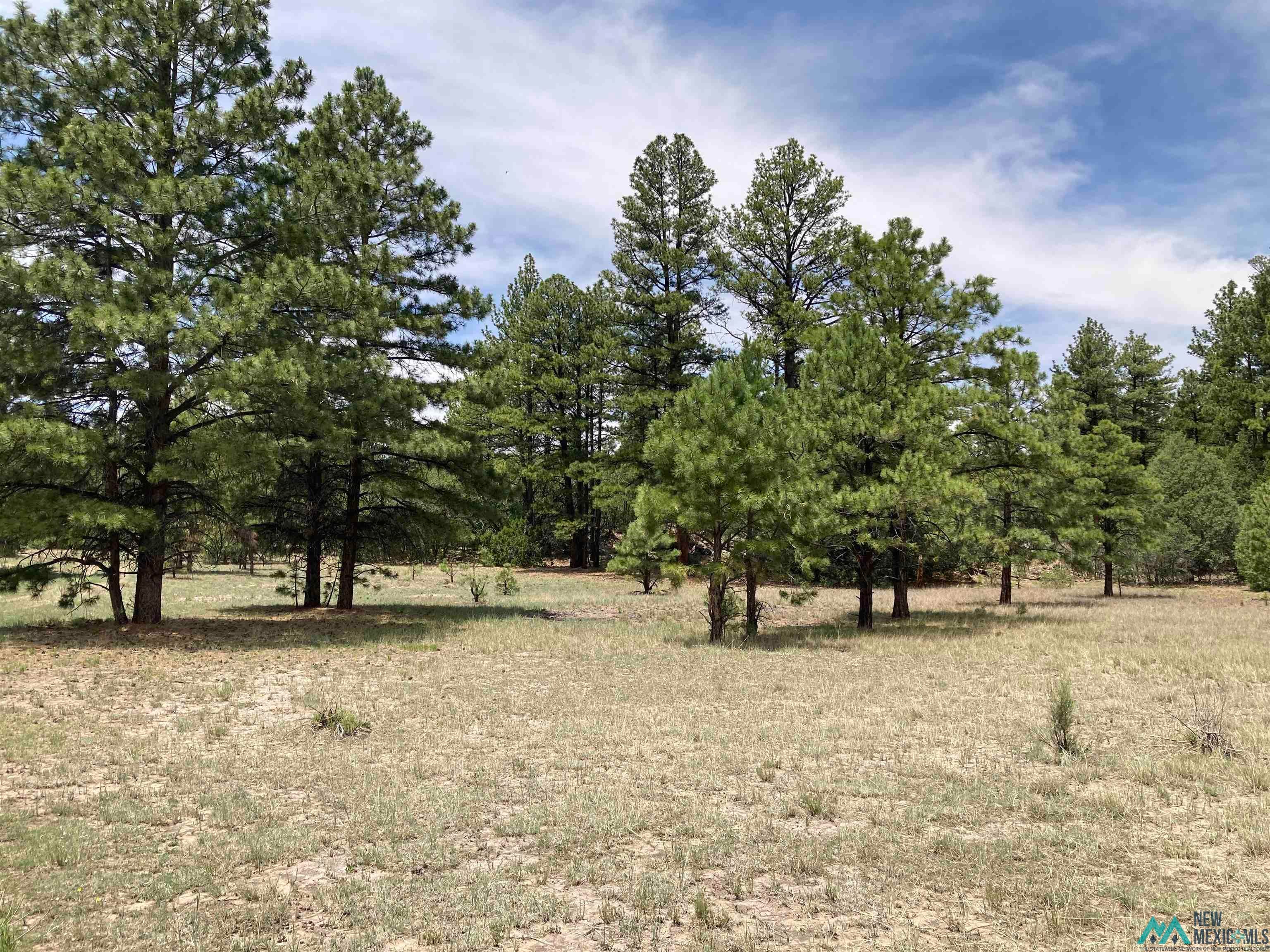 1 Forest Rd100 Road Canones, NM 87516 - Photo 23 of 39 Gallery Image 23