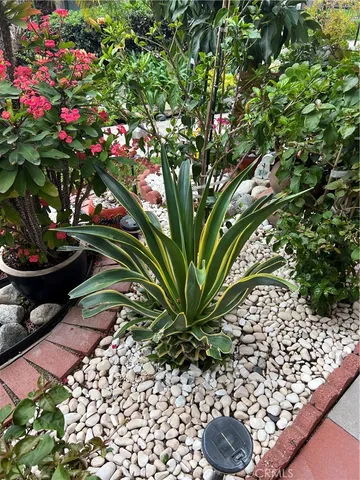 a view of a backyard with potted plants and large tree