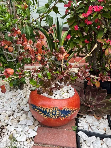 a view of a garden with plants