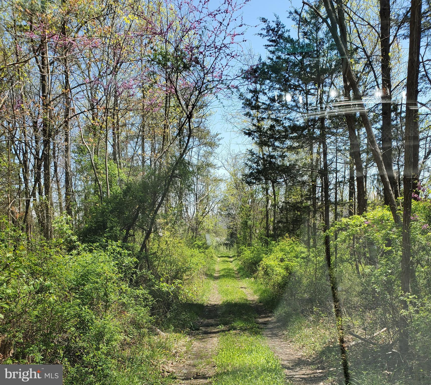 493 Oates Road Star Tannery, VA 22654 - Photo 2 of 20 Driveway going in to the property