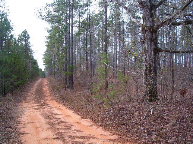 111 County Road 93 Abbeville, AL 36310 - Photo 1 of 1 Main View