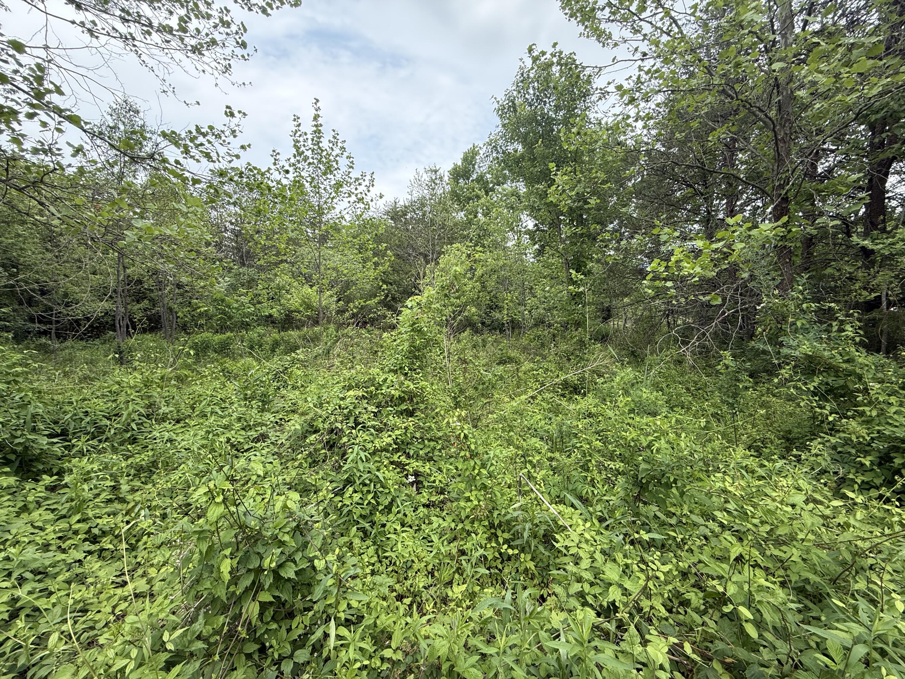 0 John Mason Road Salem, VA 24153 - Photo 2 of 4 a view of a lush green forest