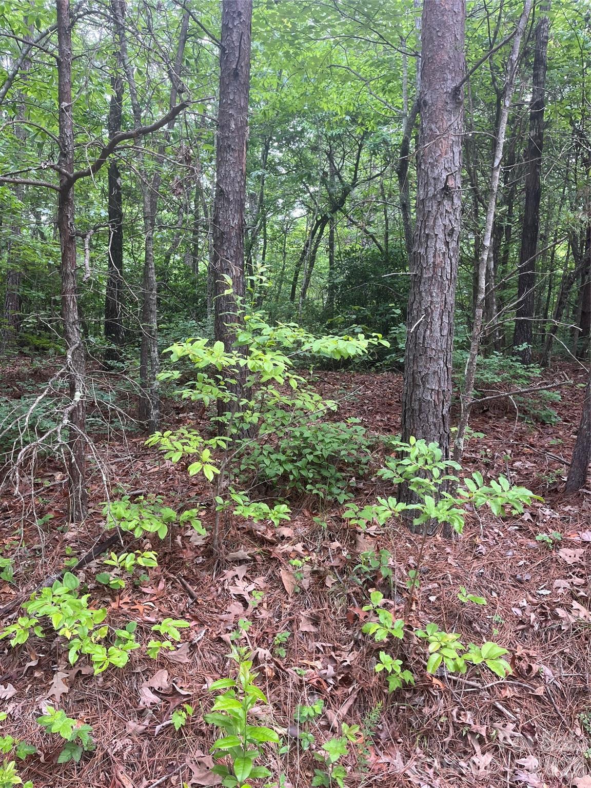 2426 Ore Bank Road Smyrna, SC 29743 - Photo 10 of 17