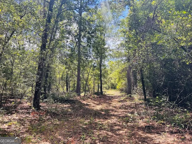 a view of a forest with trees in the background