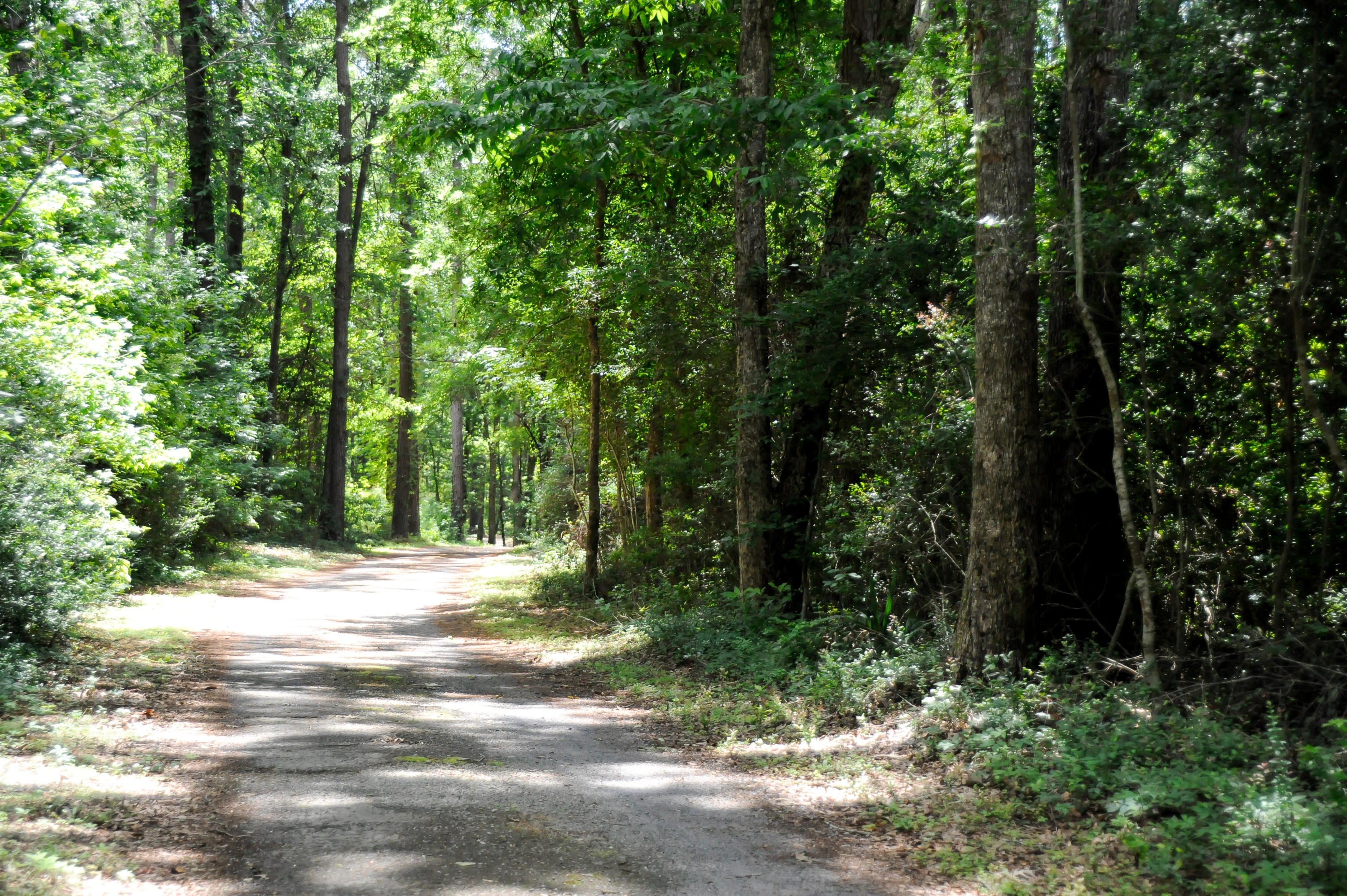1408 Chandler Road, Unit LOT 2 Awendaw, SC 29429 - Photo 39 of 42 1408 Chandler Road