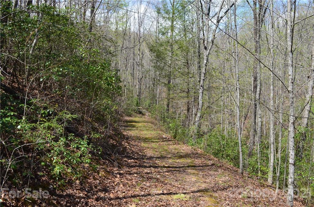 999 Fallen Tree Lane Mill Spring, NC 28756 - Photo 21 of 32 a view of a yard with large trees