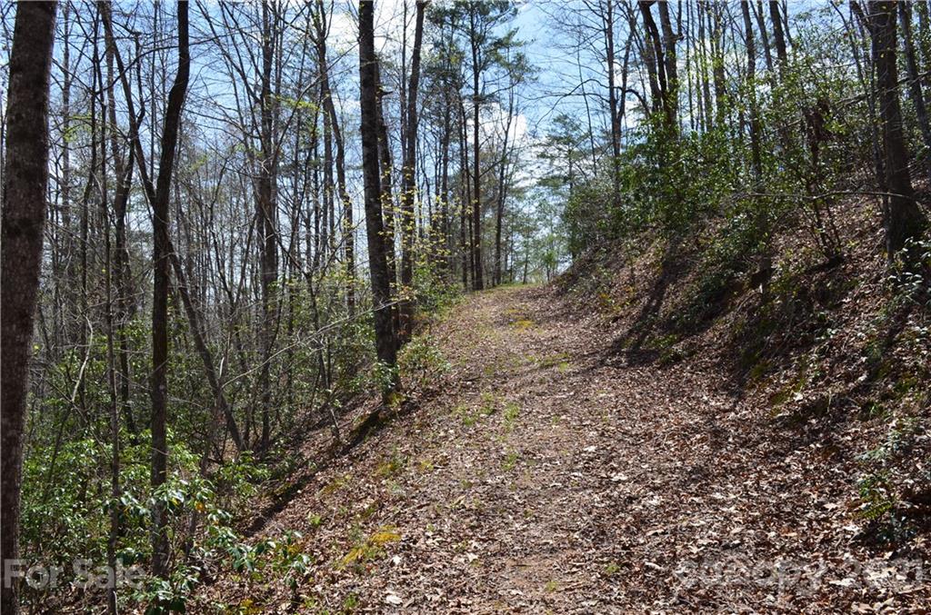 999 Fallen Tree Lane Mill Spring, NC 28756 - Photo 22 of 32 a view of a forest with trees