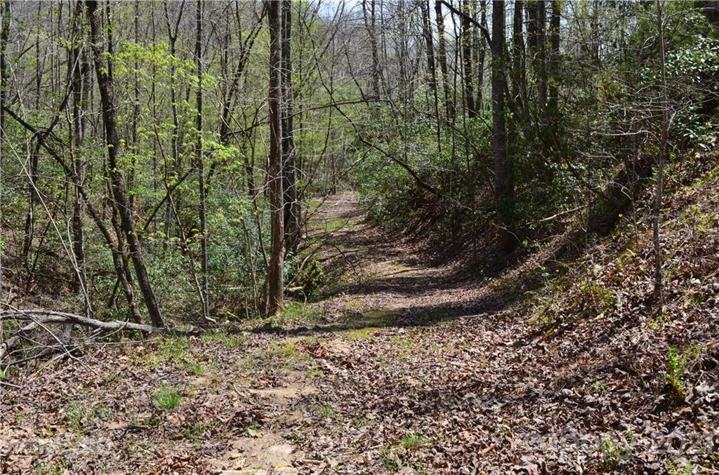 999 Fallen Tree Lane Mill Spring, NC 28756 - Photo 23 of 32 a view of a forest with trees
