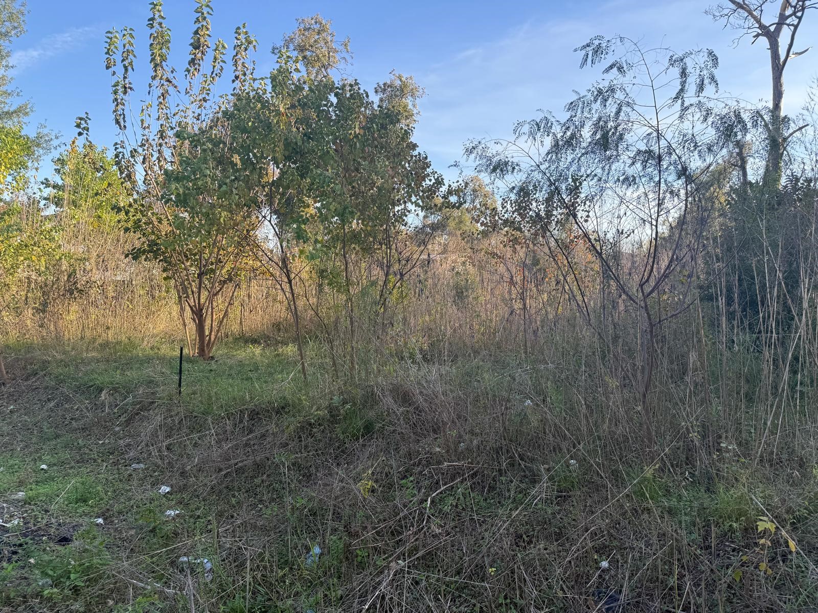 4804 Bostic Street Houston, TX 77016 - Photo 1 of 7 a view of a forest with a tree in the background