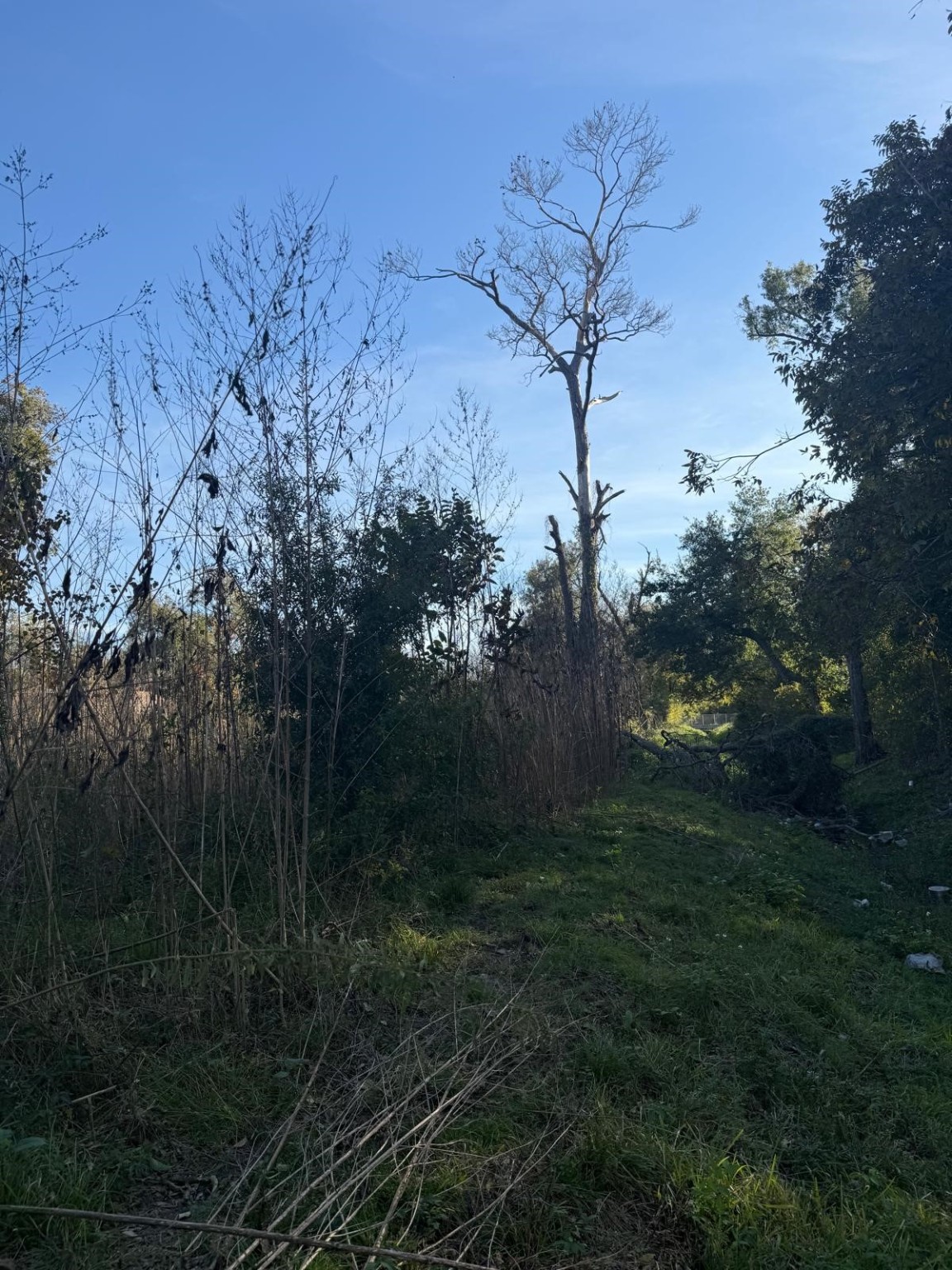 4804 Bostic Street Houston, TX 77016 - Photo 2 of 7 a view of a yard