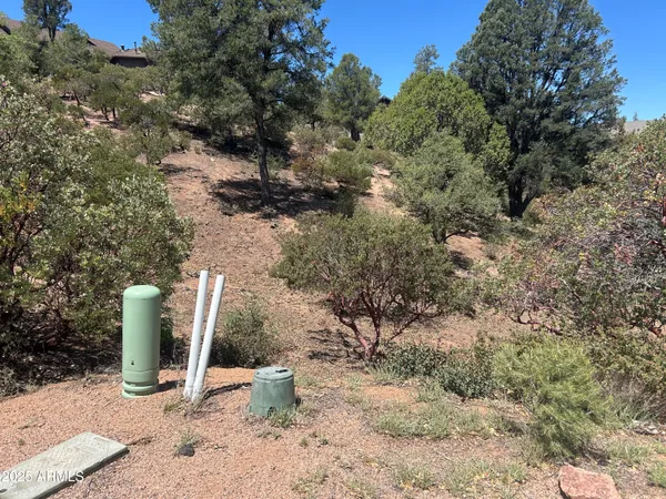 a view of a forest with trees