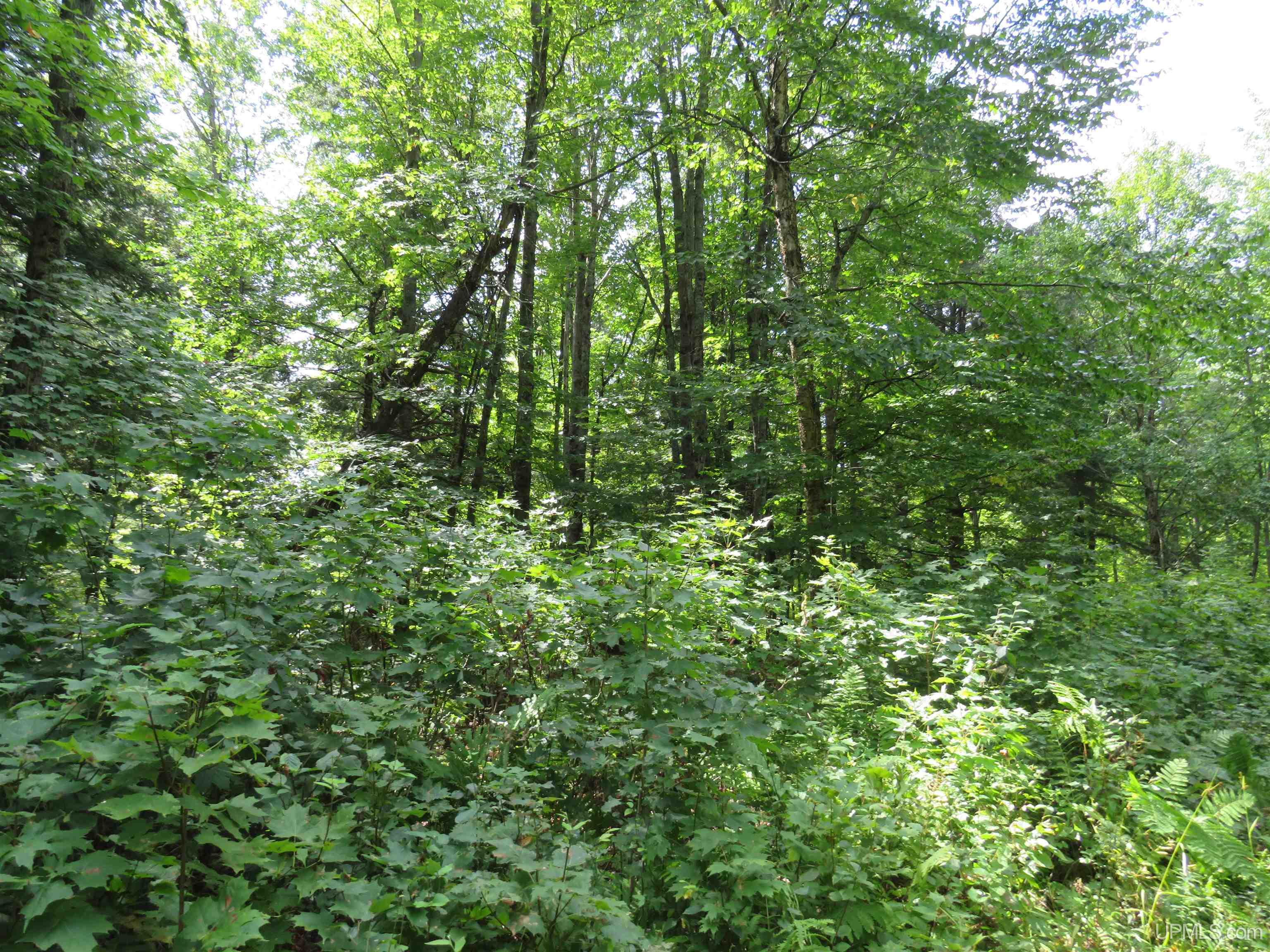 Tbd Black Creek Road Skanee, MI 49962 - Photo 12 of 14
