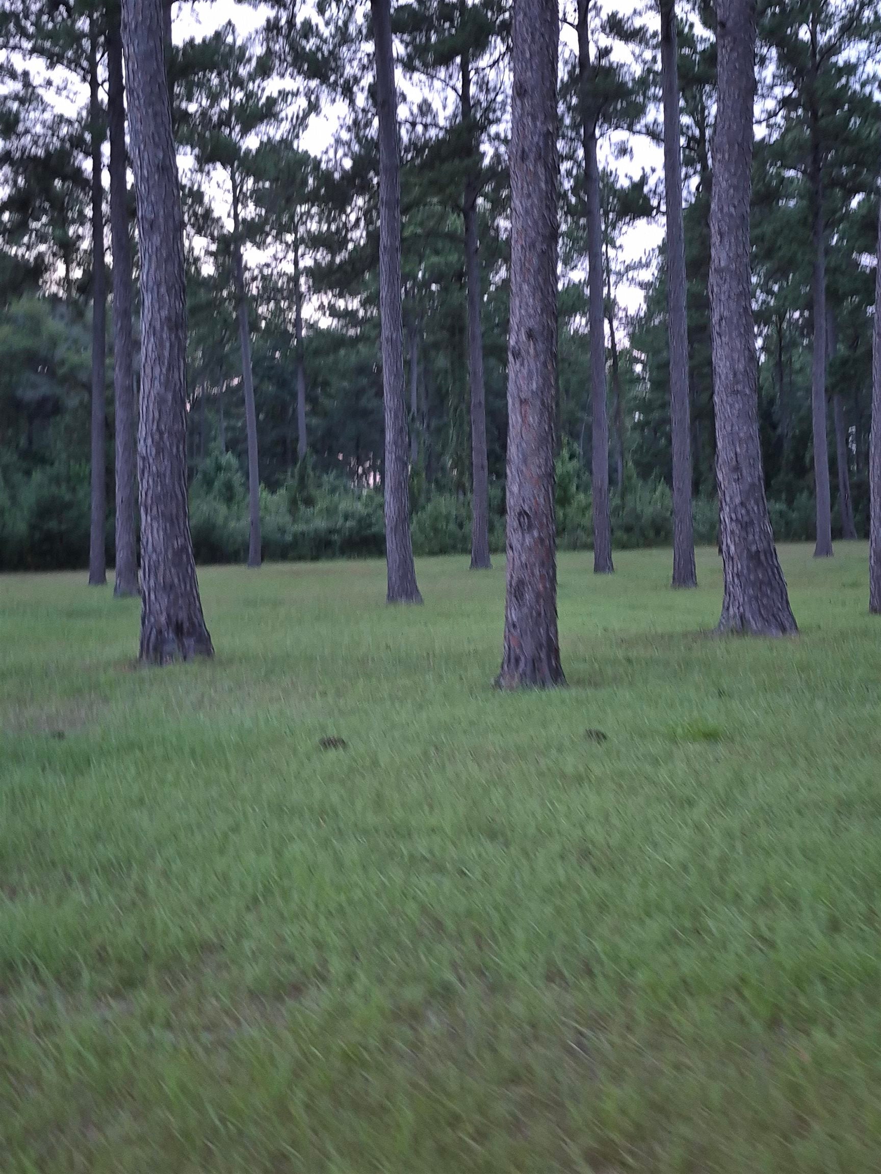 1 Bush Isle Road Andalusia, AL 36421 - Photo 2 of 5 Gallery Image 2
