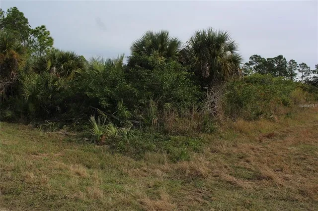 a view of a dry yard with trees all around