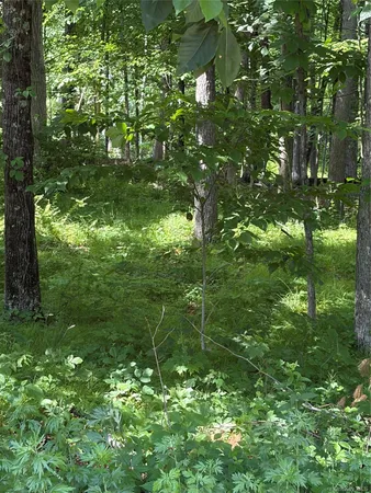 a view of a lush green forest