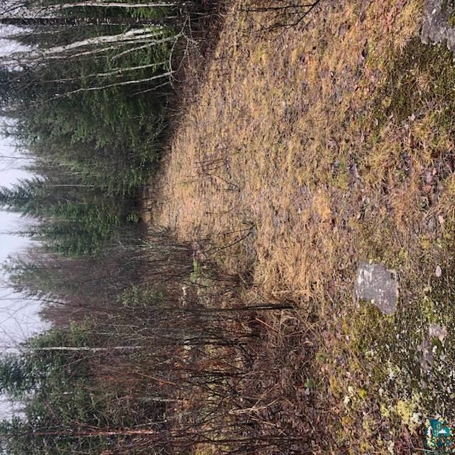 Xxx Roini Road Angora, MN 55703 - Photo 16 of 20