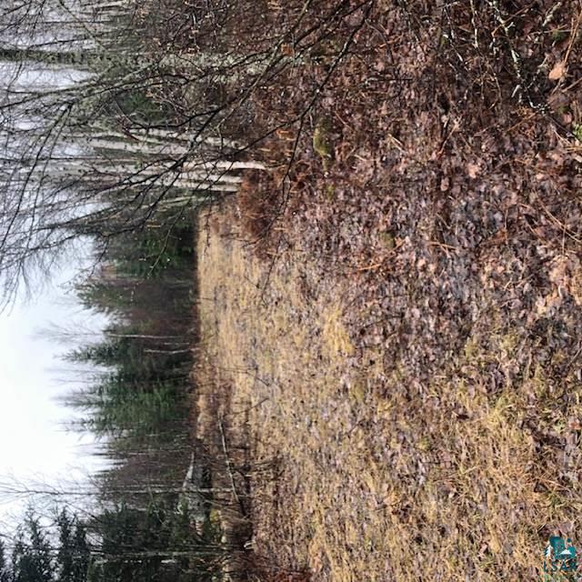 Xxx Roini Road Angora, MN 55703 - Photo 7 of 20